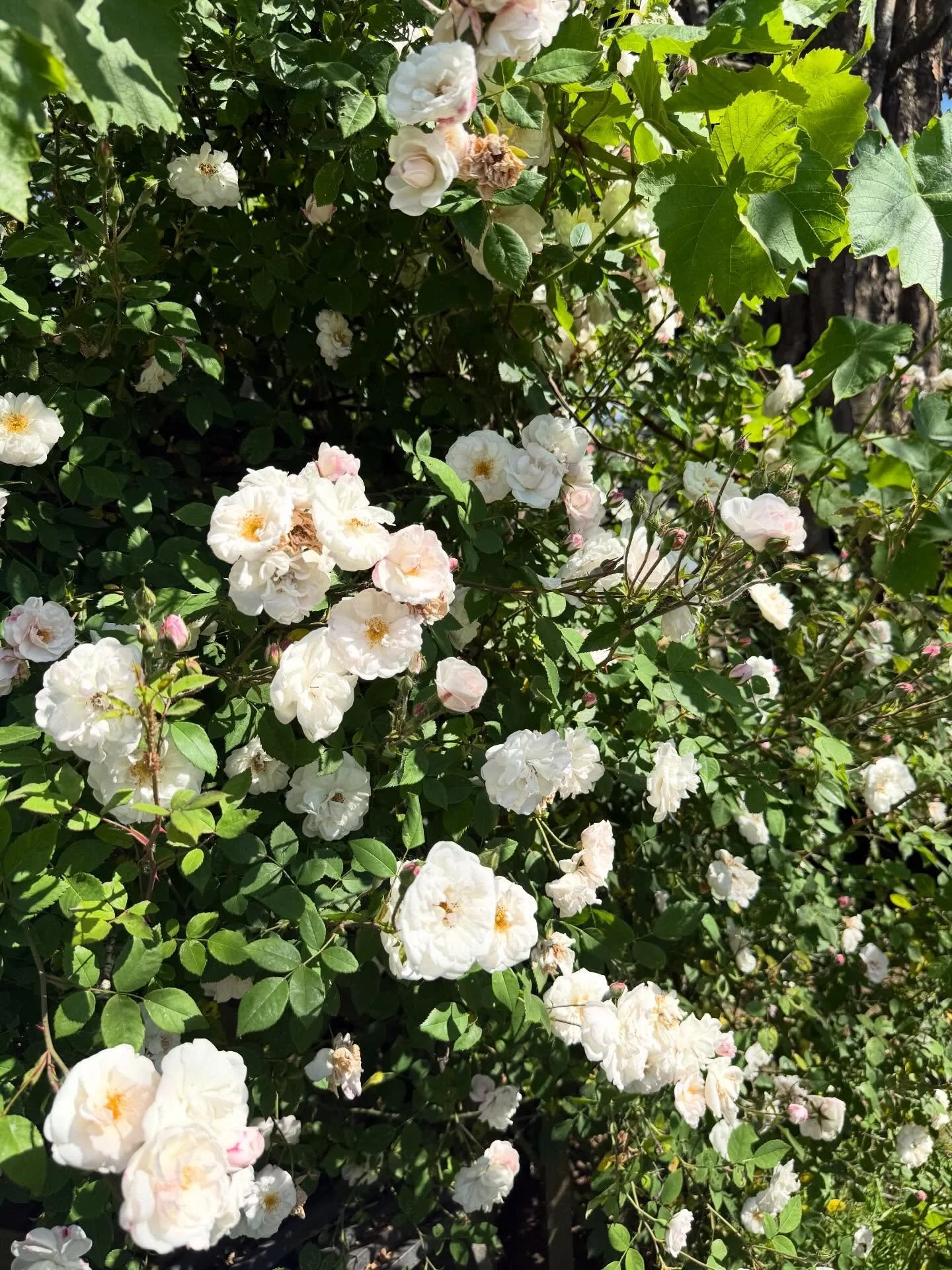The roses are all looking xtra lovely this year!

#flowerfarm #flowerfarmer #backyardflowerfarm #roseseason #climbingrose