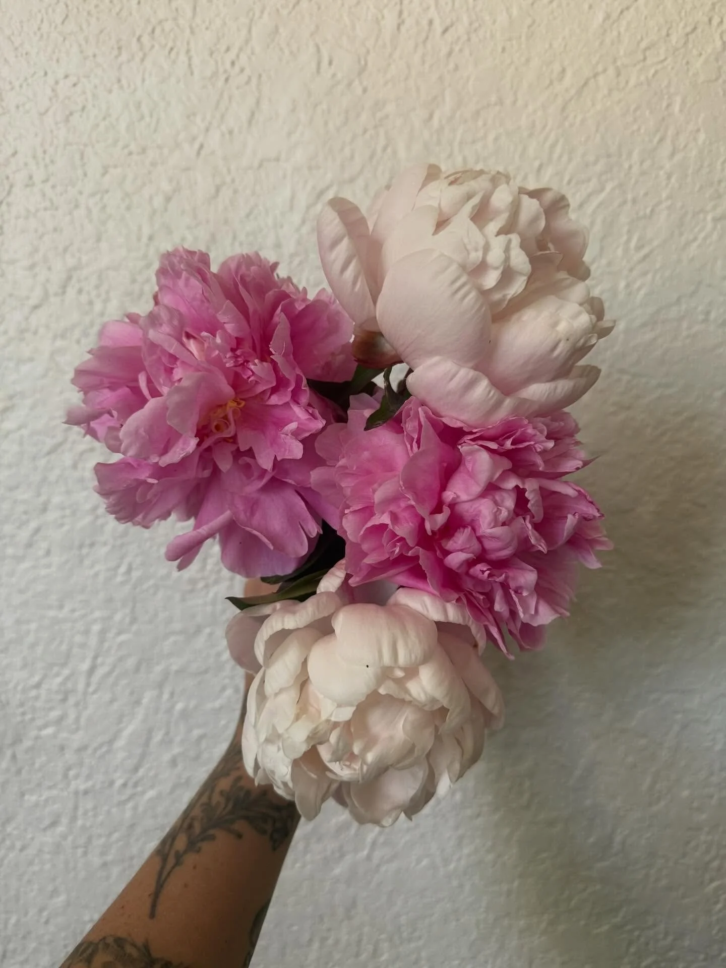Really working on expanding my peony collection this year because they have got to be some of the most lovely blooms!

If you have any idea what variety the pink one is I would love to know! The soft white/pink is Nick Shaylor. 

#flowerfarm #flowerf