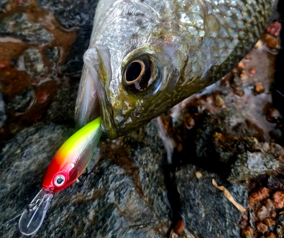 On the water with Kymmy:  Chasing JP &amp; Sooties in FNQ