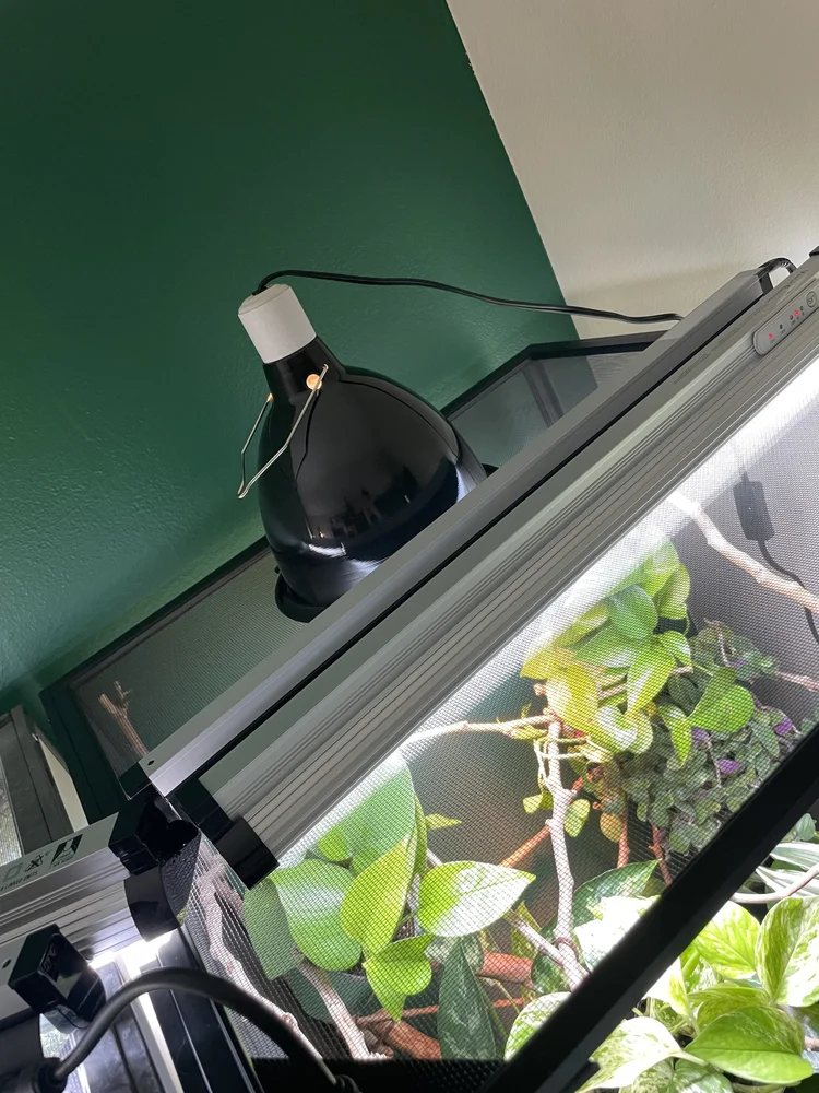 How to take care of a pet chameleon | Neptune the Chameleon