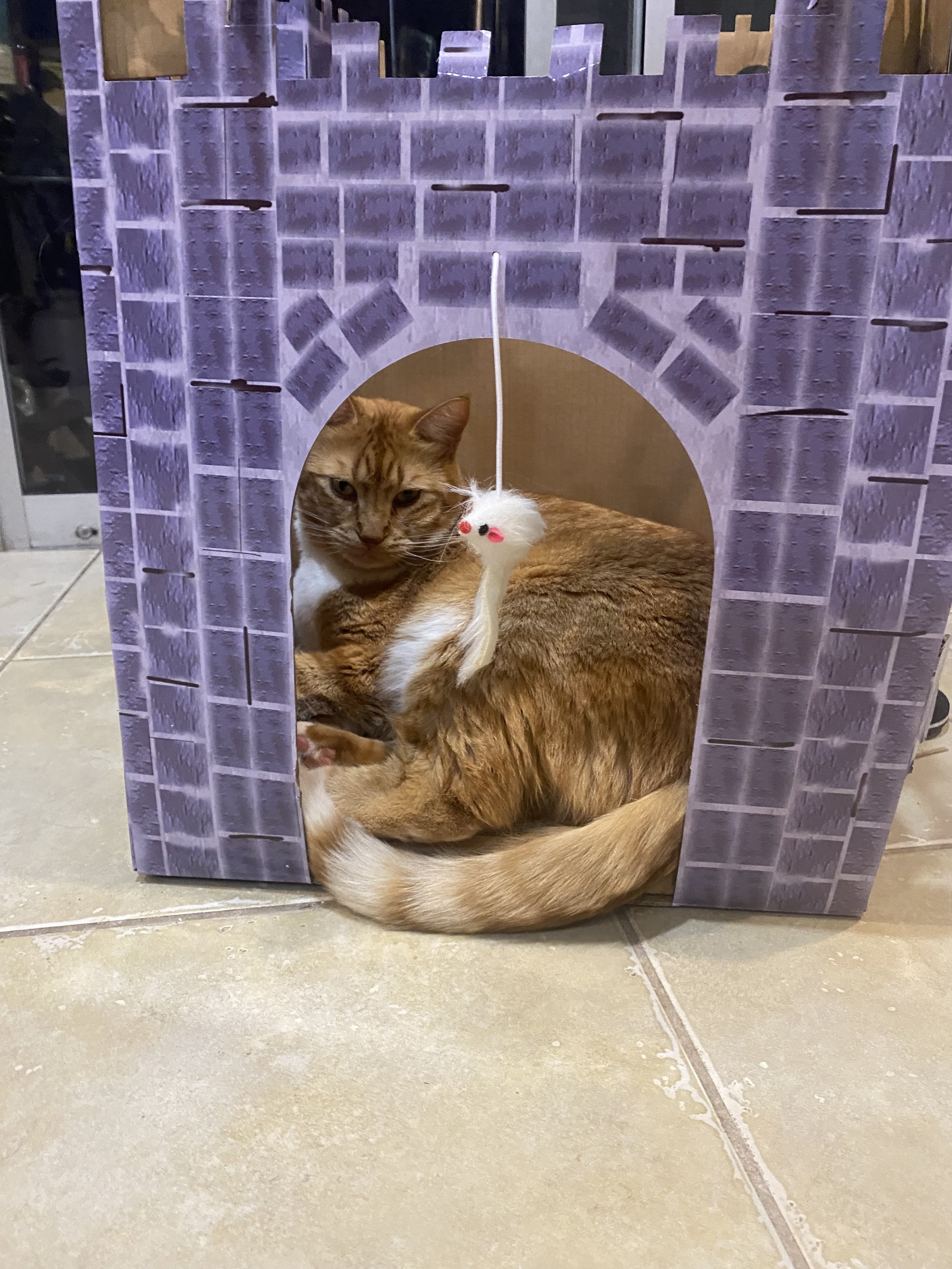 Orange cat in Castle cat house