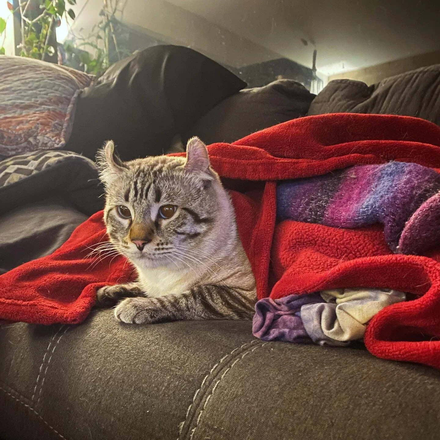 Home resting after surgery 🐱💙

#catlover #highlandercat #highlandlynx #lynxcat #curledears #montecore #catnaps
