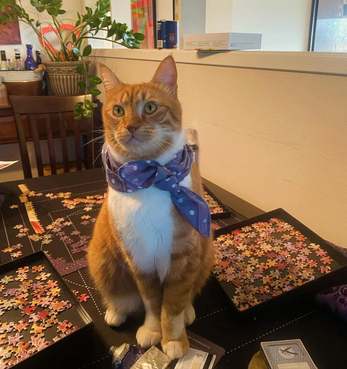 My best puzzle helper is so handsome in his scarf from @scarfandtail 😻

#orangecat #gingercat #catlover #catscarf #cutecat #cathelper #catlife