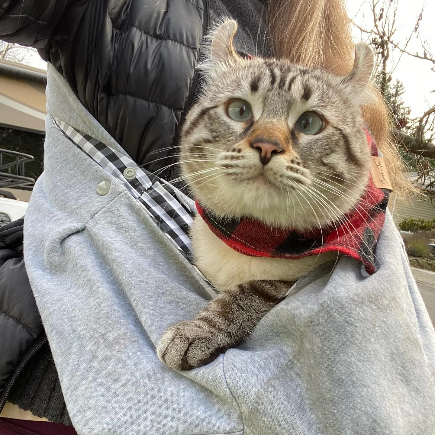 I like to wear my flannel @scarfandtail in the winter. It keeps me warm on my walks 🐈😸❄️

#highlandercat #catwalk #catscarf #catcarrier #catlover #catfashion #spoiledcat #cutecat