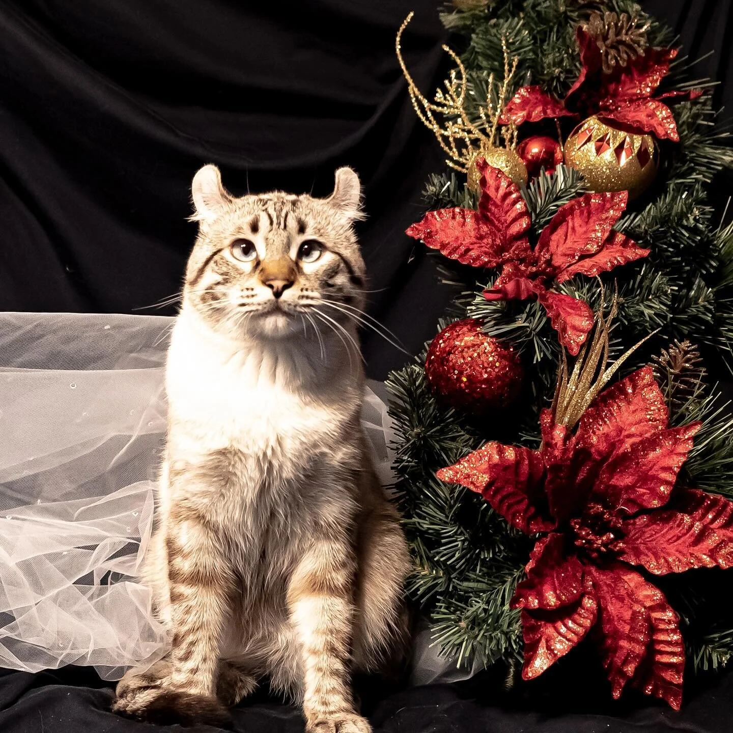 I keep telling my mom, it is time to stop with the Holiday photos&hellip; 🎅❤️😺

#cutecat #highlandercat #highlandlynx #lynx #holidayphotos #santacatarina #catsofinstagram