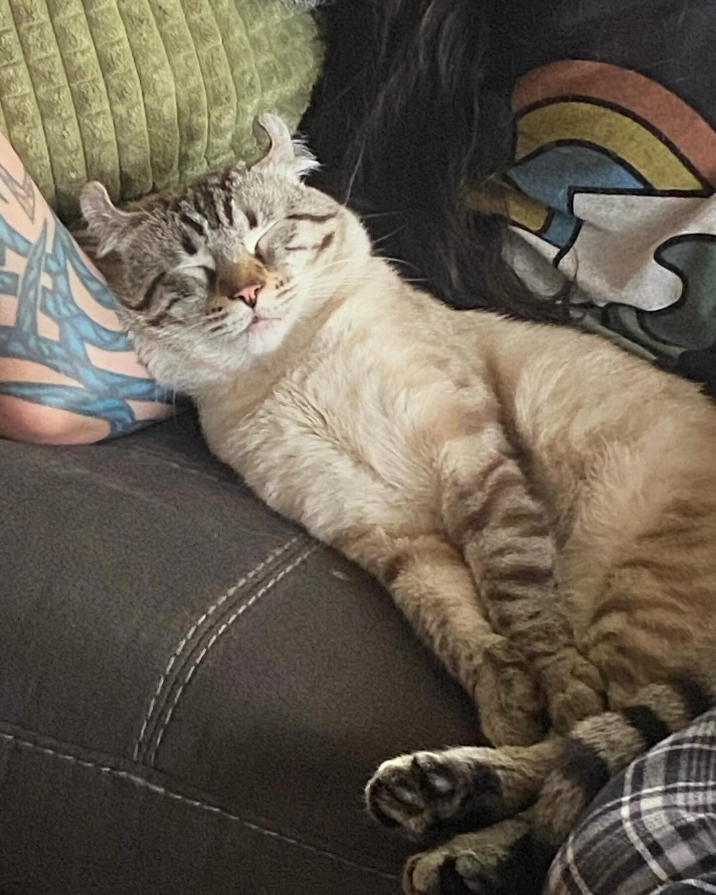 Rainy day cat naps are the best 🐱

#catnap #catlover #whitetiger #highlandercat #highlandlynx #lynx #catcuddles
