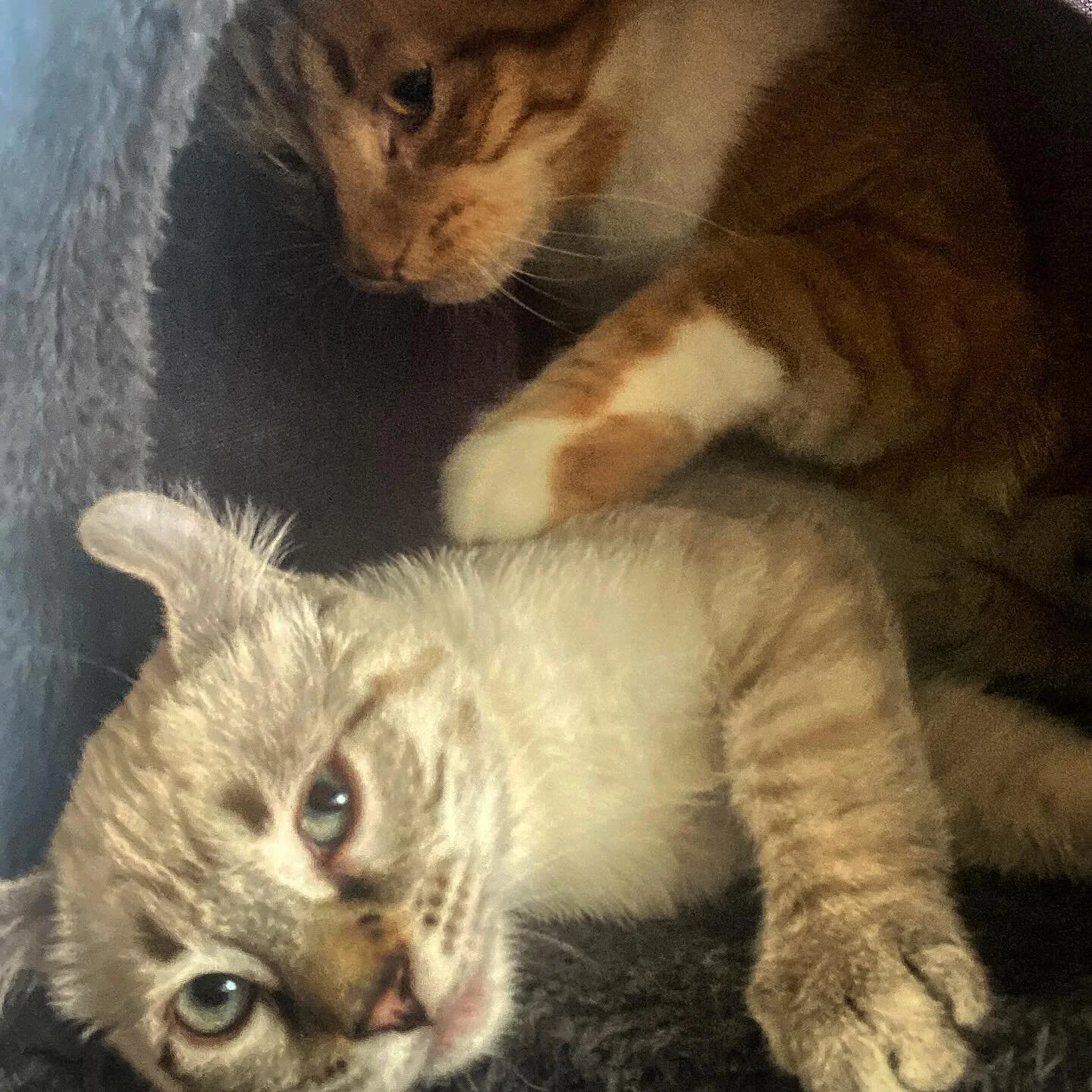 Am I in your personal space? Is this too close?

#cats #catsofinstagram #catlover #catlife #catsagram #orangecat #gingercat #orangecat #highlandercat #highlandlynx #lynx #foldedears #kittens #dailycat