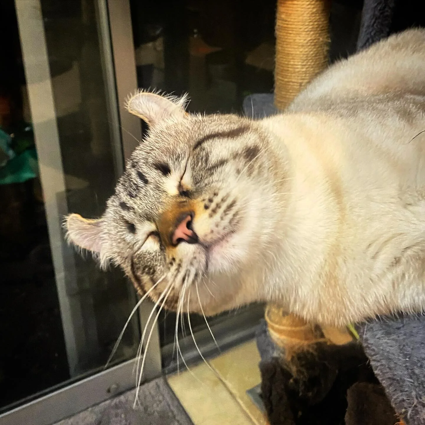 It feels like I am sleeping on air 😸

#highlandercat #highlandlynx #catlover #funnycat #funnycats #montecore #catsofinstagram