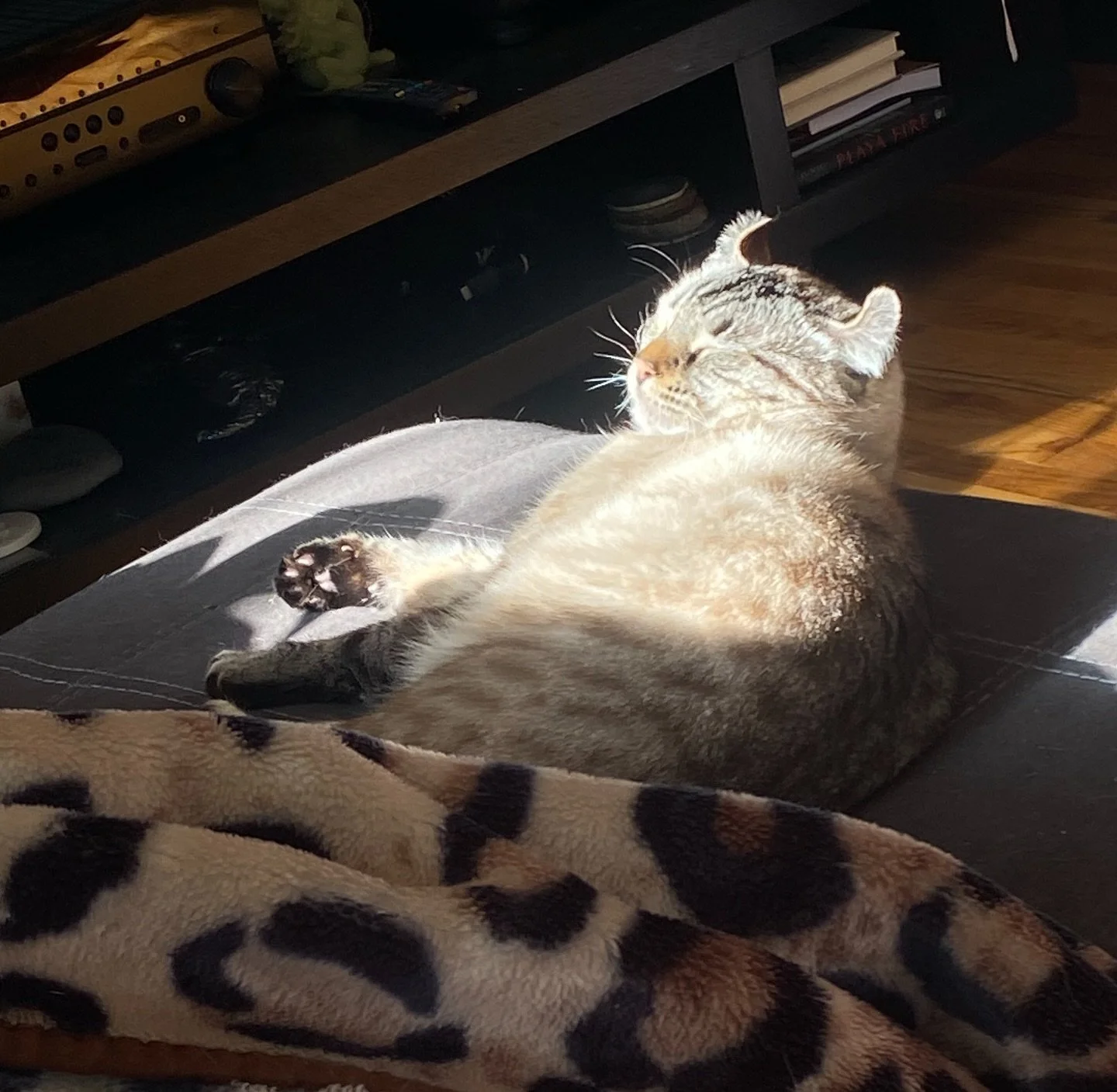 When the sun comes out in Seattle ☀️

#catlover #catoftheday #catnap #highlandlynx