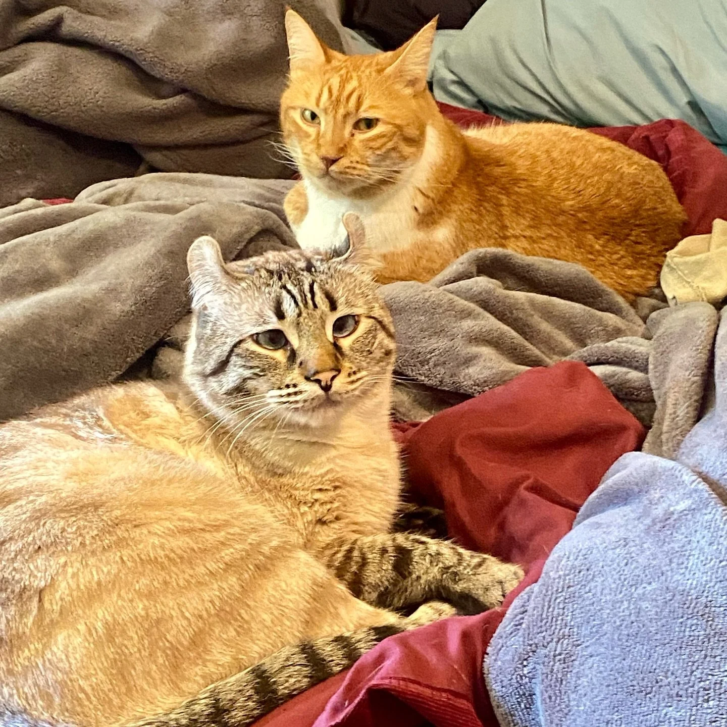 Lazy day 😻

#catnap #catcuddles #catfriends #orangecat #highlandlynx