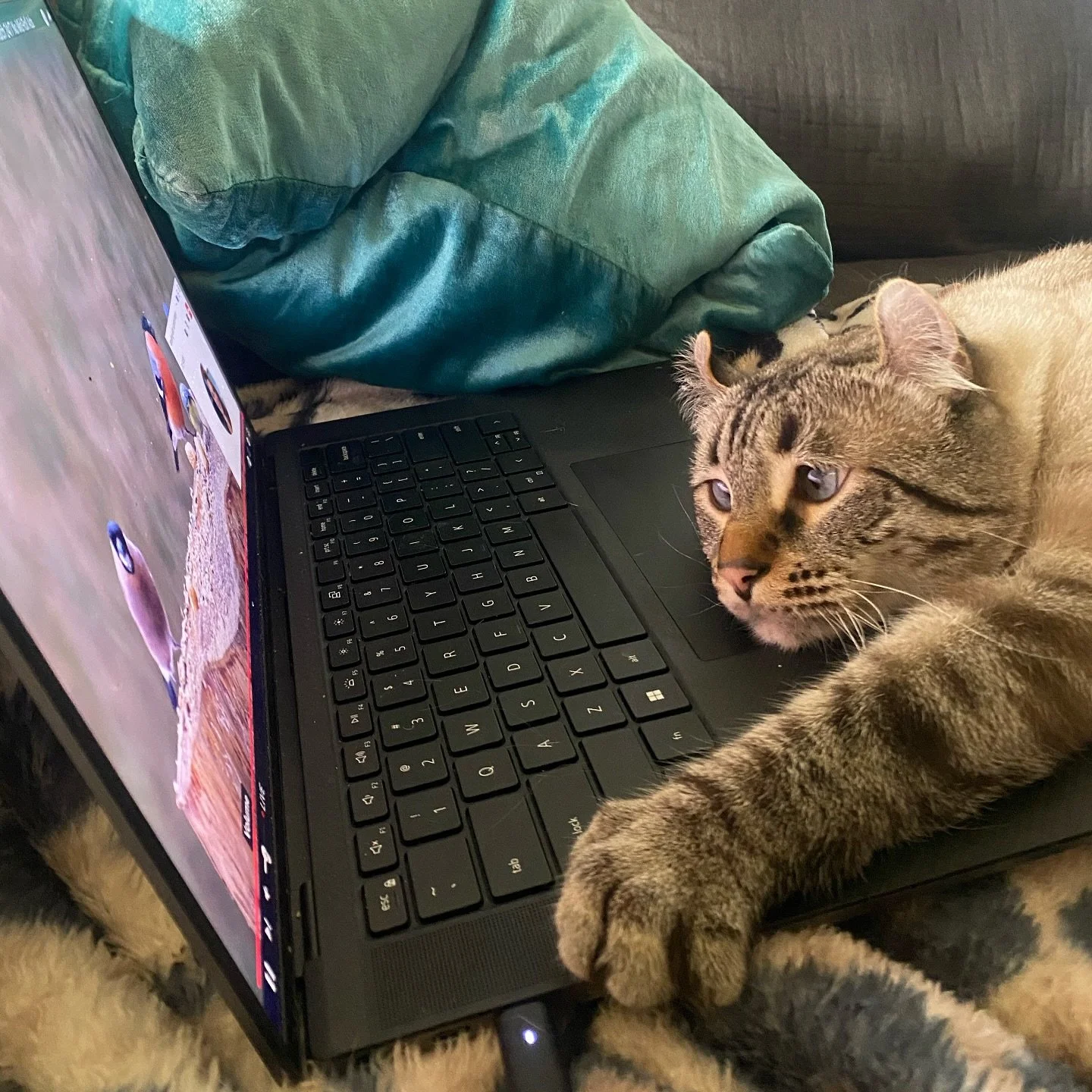 Hard day at work&hellip;

#catlover #workfromhome #catlife #catlifestyle #highlandlynx #catoftheday
