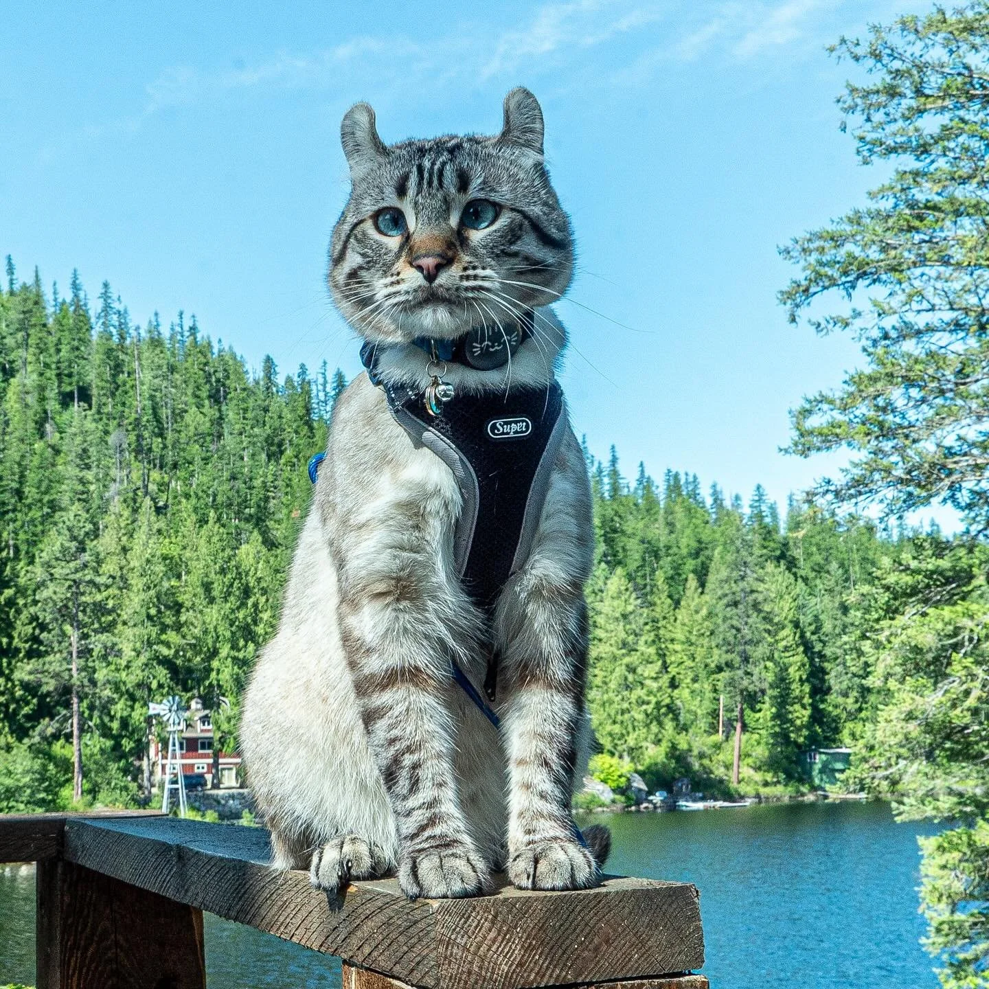 The best time for bug hunting is in sunrise and sunsets 😸

📸 @bp_photograpgy 

#highlandlynx #catlover #catoftheday #catsofinstagram #lynxcat #travelcat