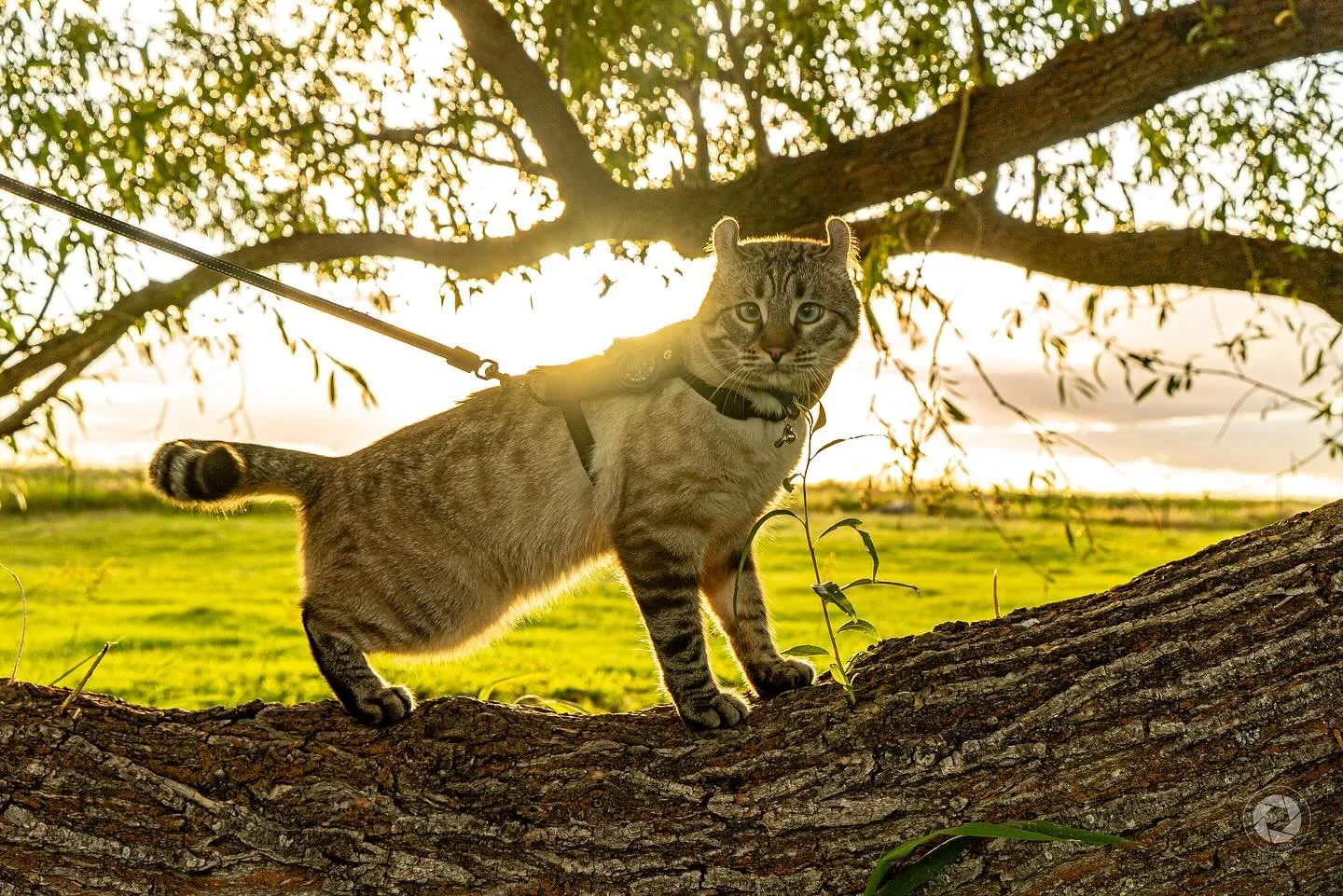 Montecore at Sunset at our last stop on the Road Trip. Tree climbing is the best after a long car ride!

📸 @bp_photograpgy 

#catlover #highlandlynx #catphotography #sunset #travelingcat #travelcat #campingcat