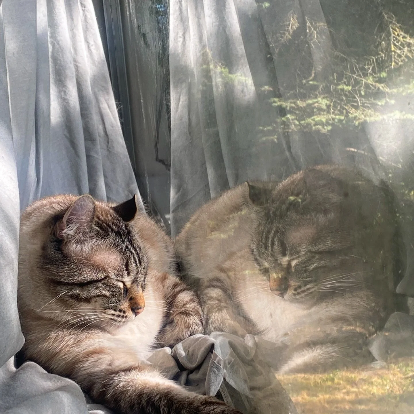 Sometimes you just need to spend some time with yourself 😻&hearts;️

#catnap #catoftheday #highlandlynx #catlady #crazycatlady #catlover