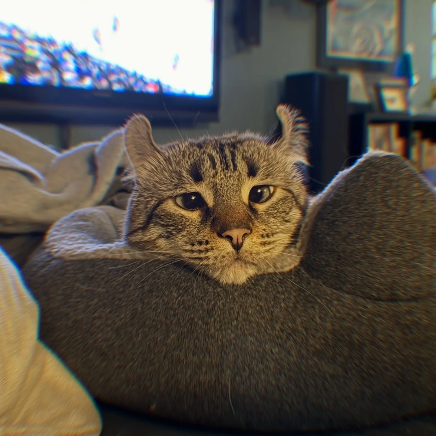 Do you ever get the feeling someone is watching you.

#catlover #catoftheday #bestfriend #stalker #highlandlynx #fridaynight #introvertlifestyle