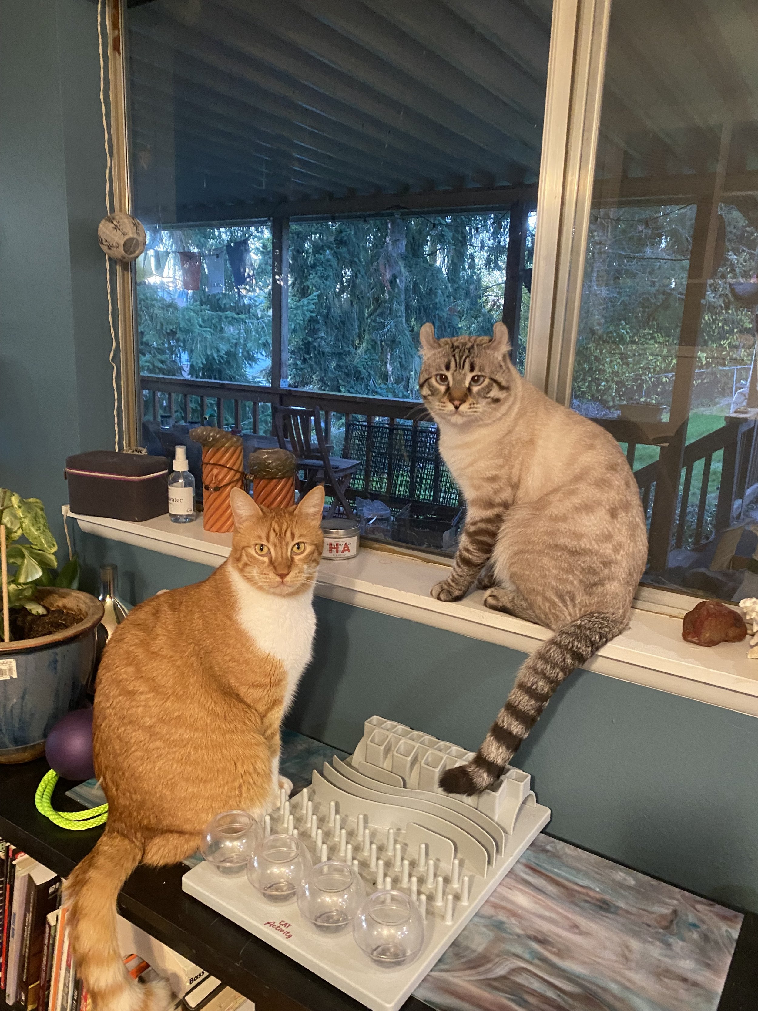 two cats near a cat treat game