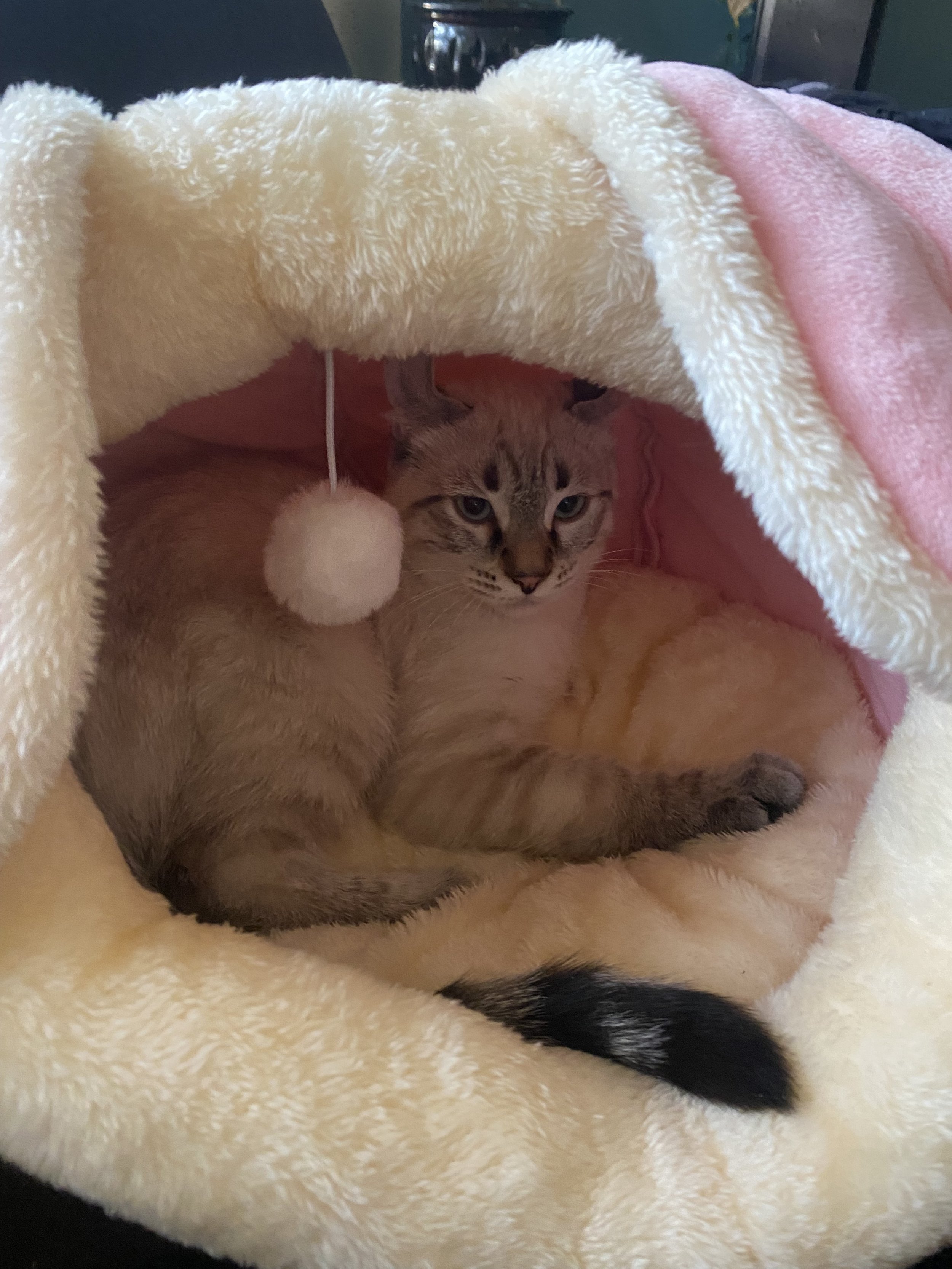 Highlander kitten in cat house