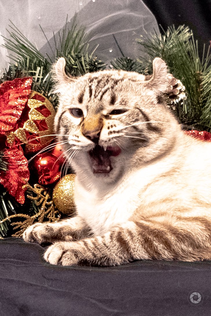 Highlander Cat making a funny face