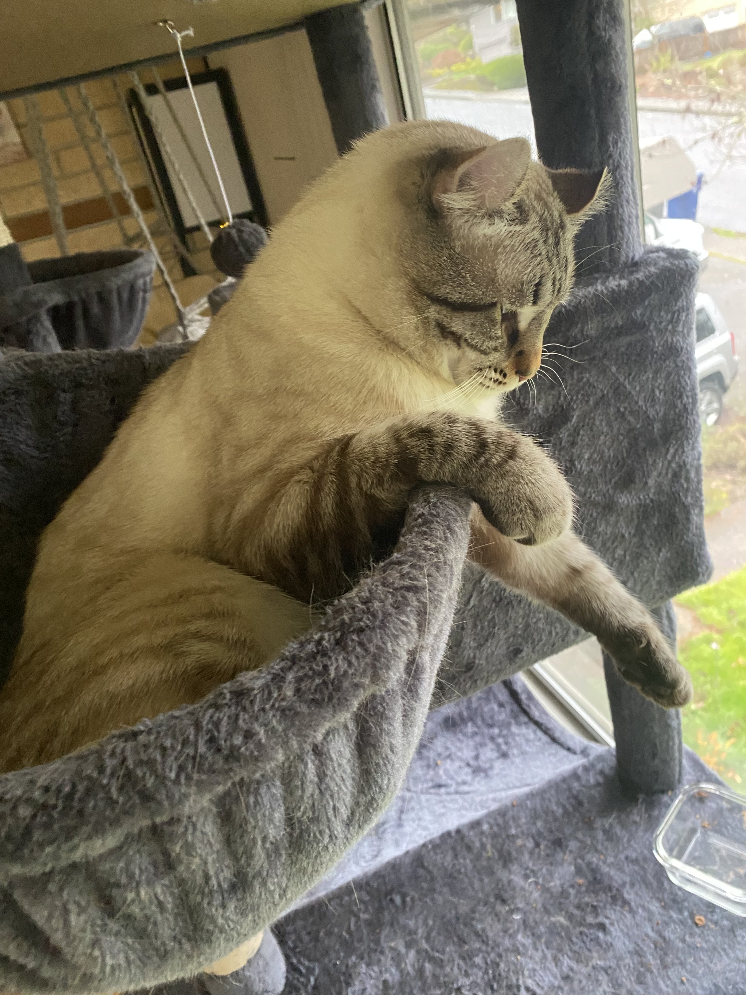 Highlander cat in cat tree