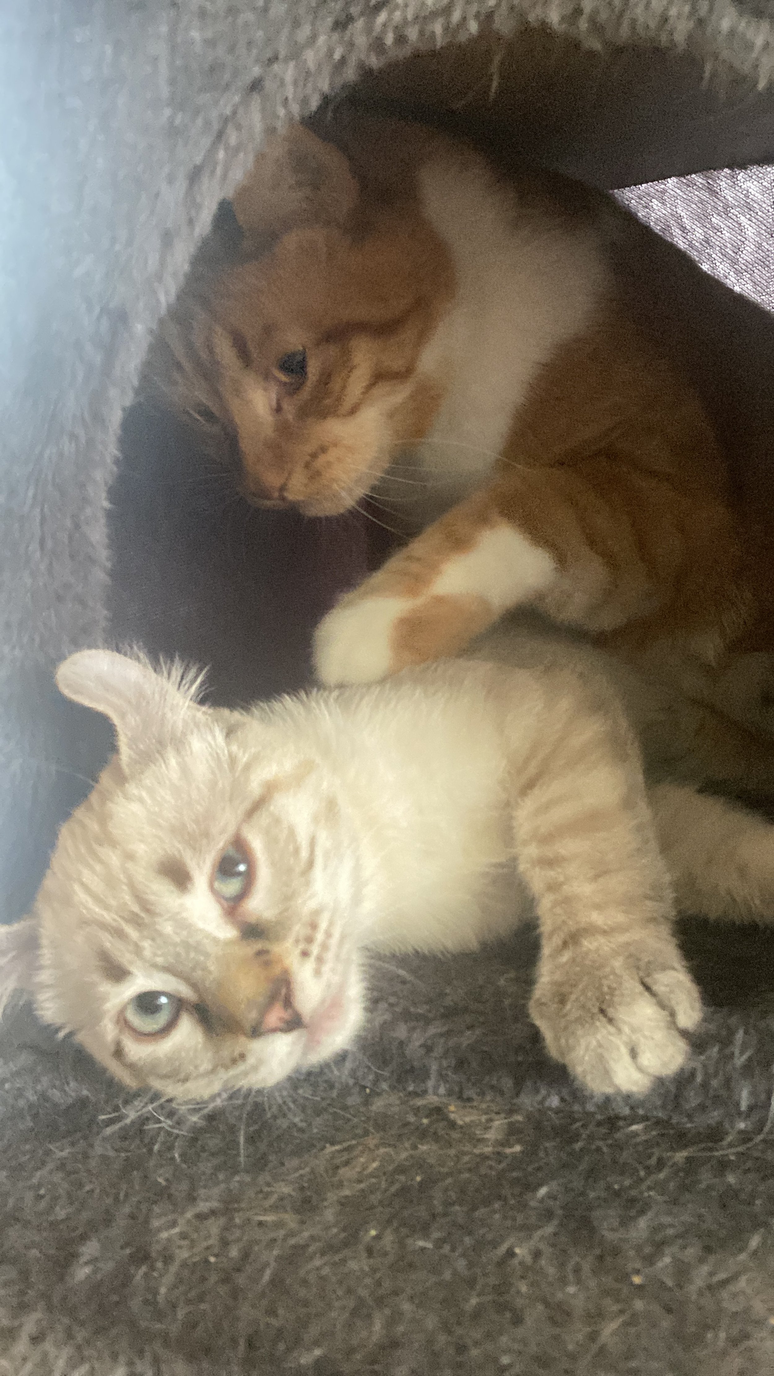 two cats in a cat house