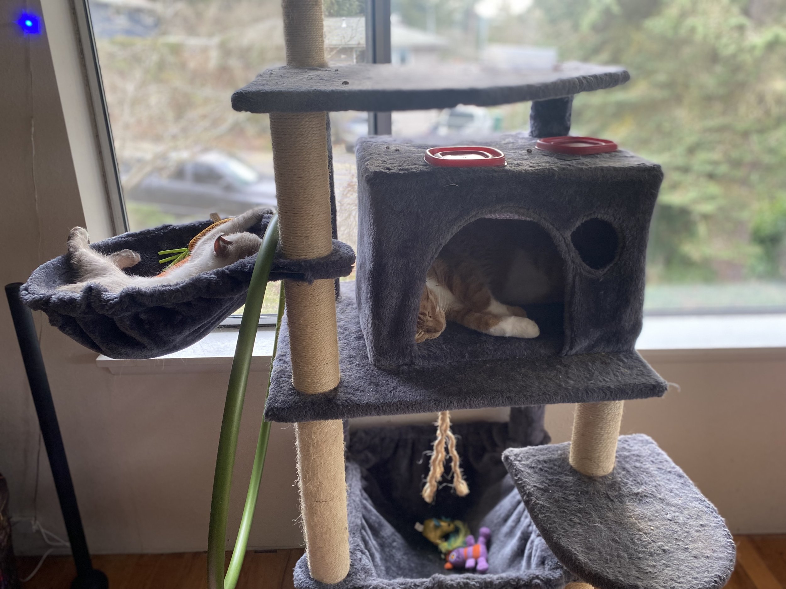 Two cats sleeping in a cat tree