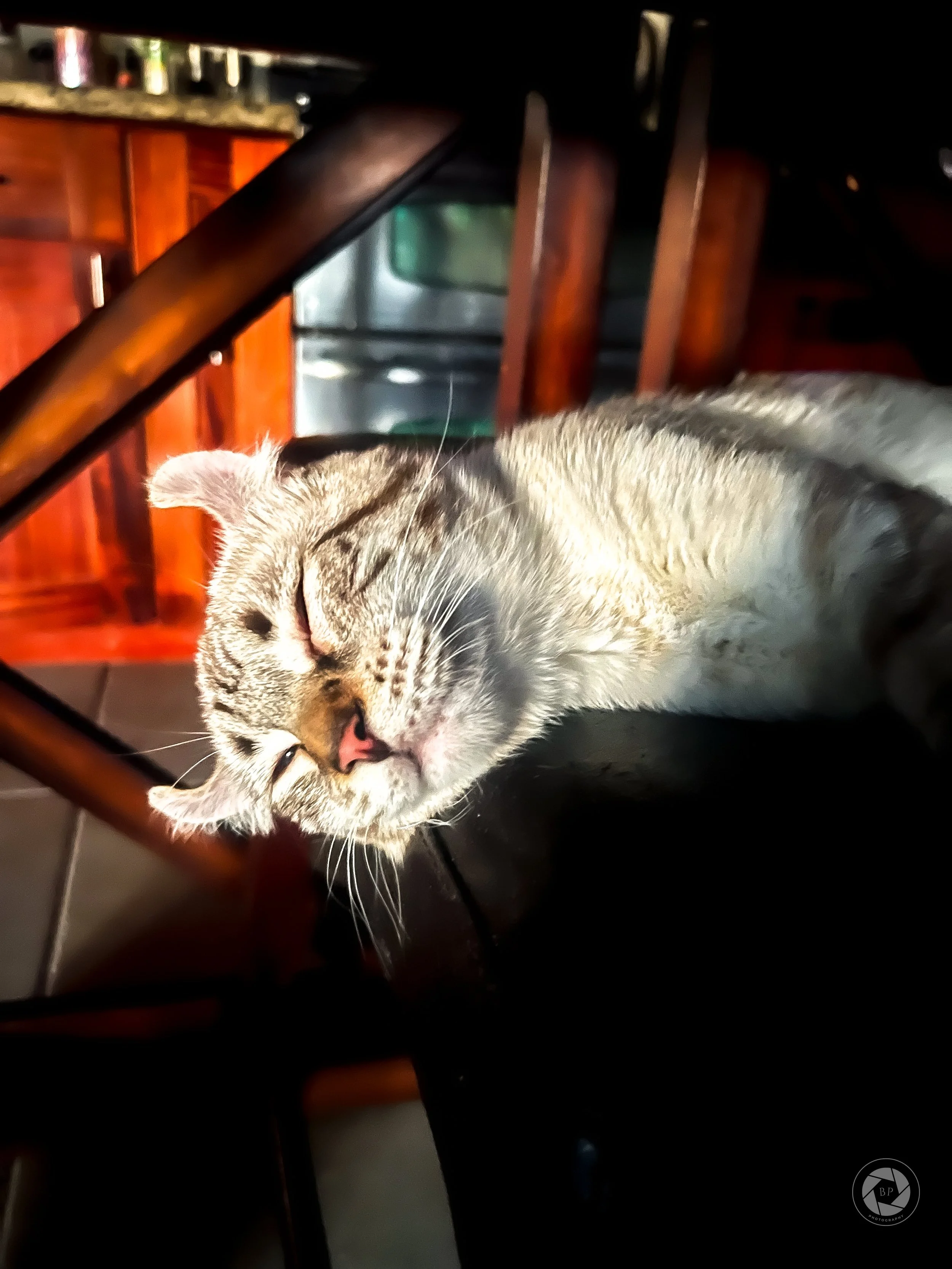 404 Montecore the Highlander Cat