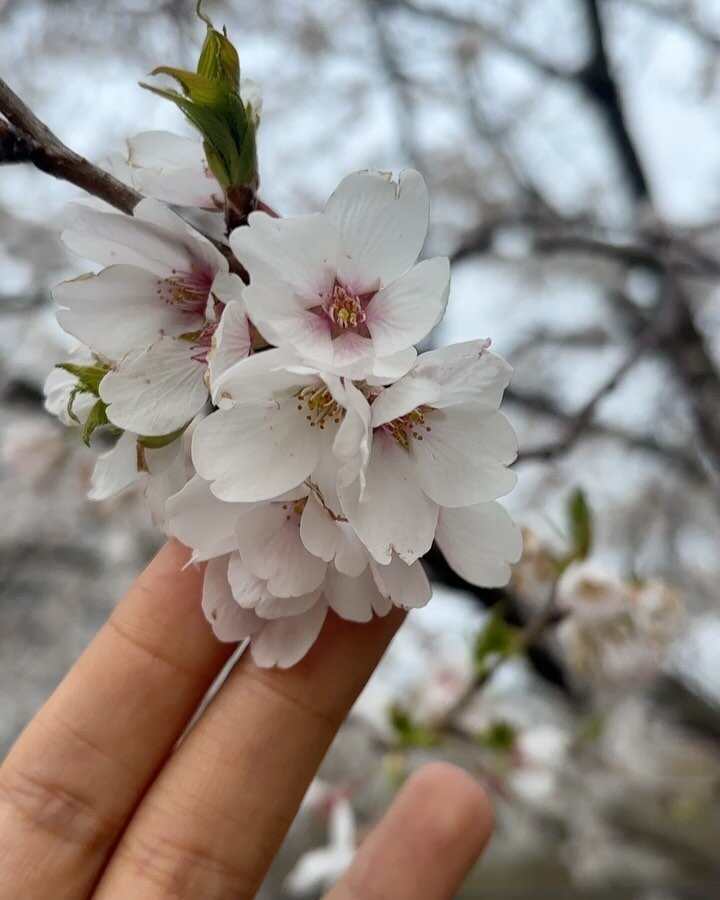 still learning from the flowers (+existing as a mirror to them) 🌸🍃

spring is settling in slowly and all facets of our individual/collective growth are so supported rn 🤍 it&rsquo;s the season of renewal (natures rebirth), the gradual return of the