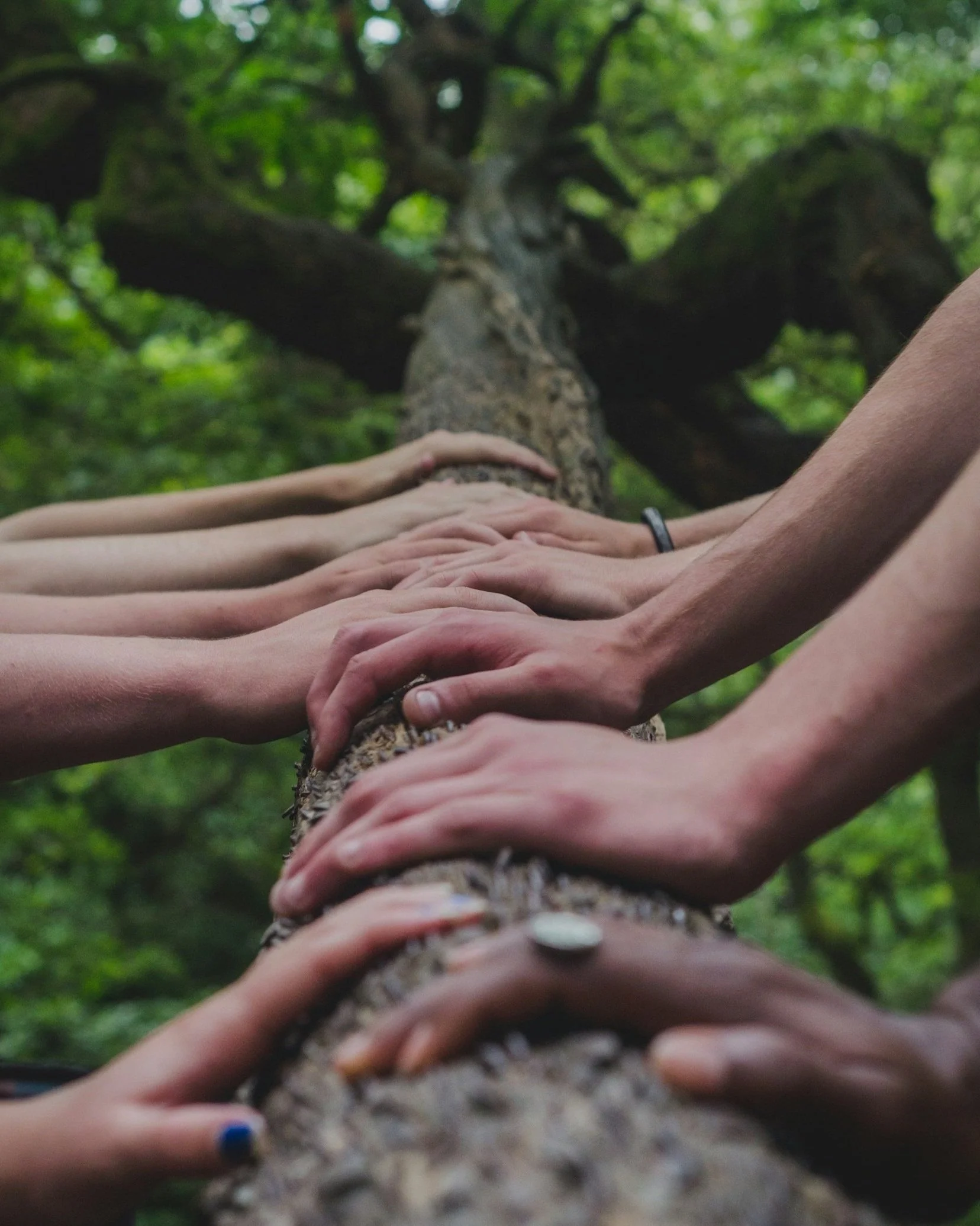 Hands on tree bark