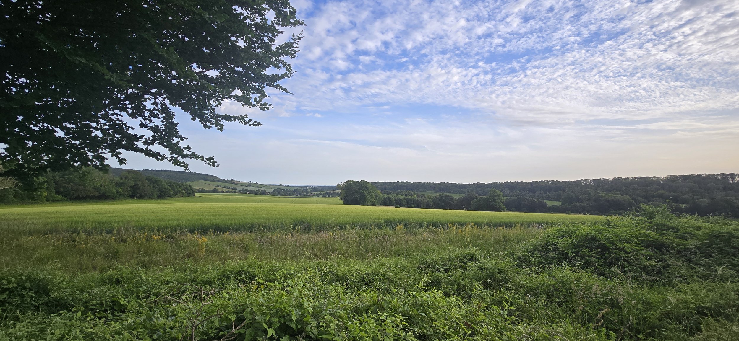 View of the South Downs blue skies and green grass
