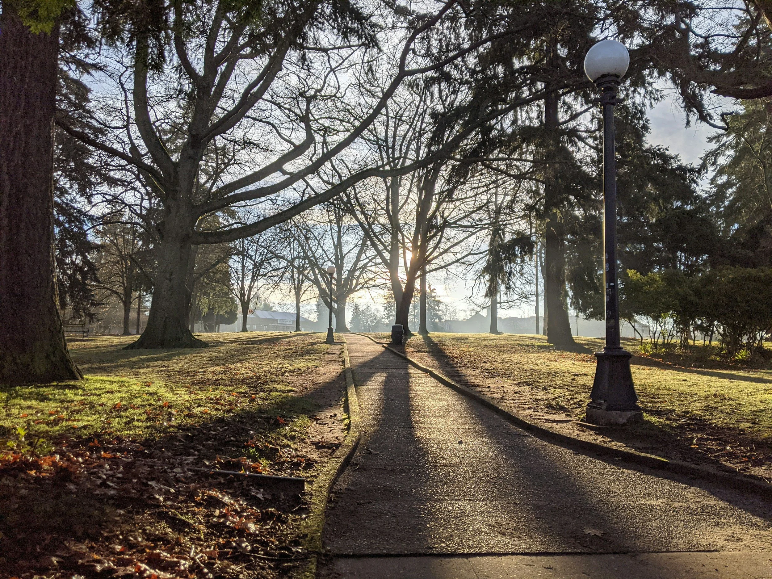 Winter sunshine through trees in a park