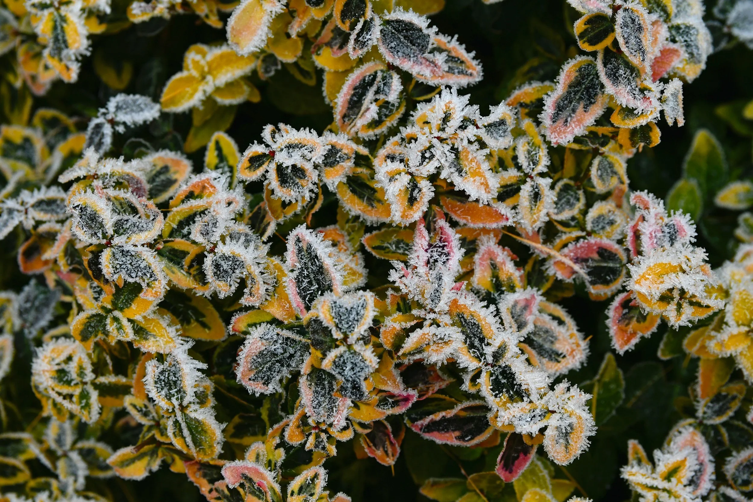 Frost on shrub leaves