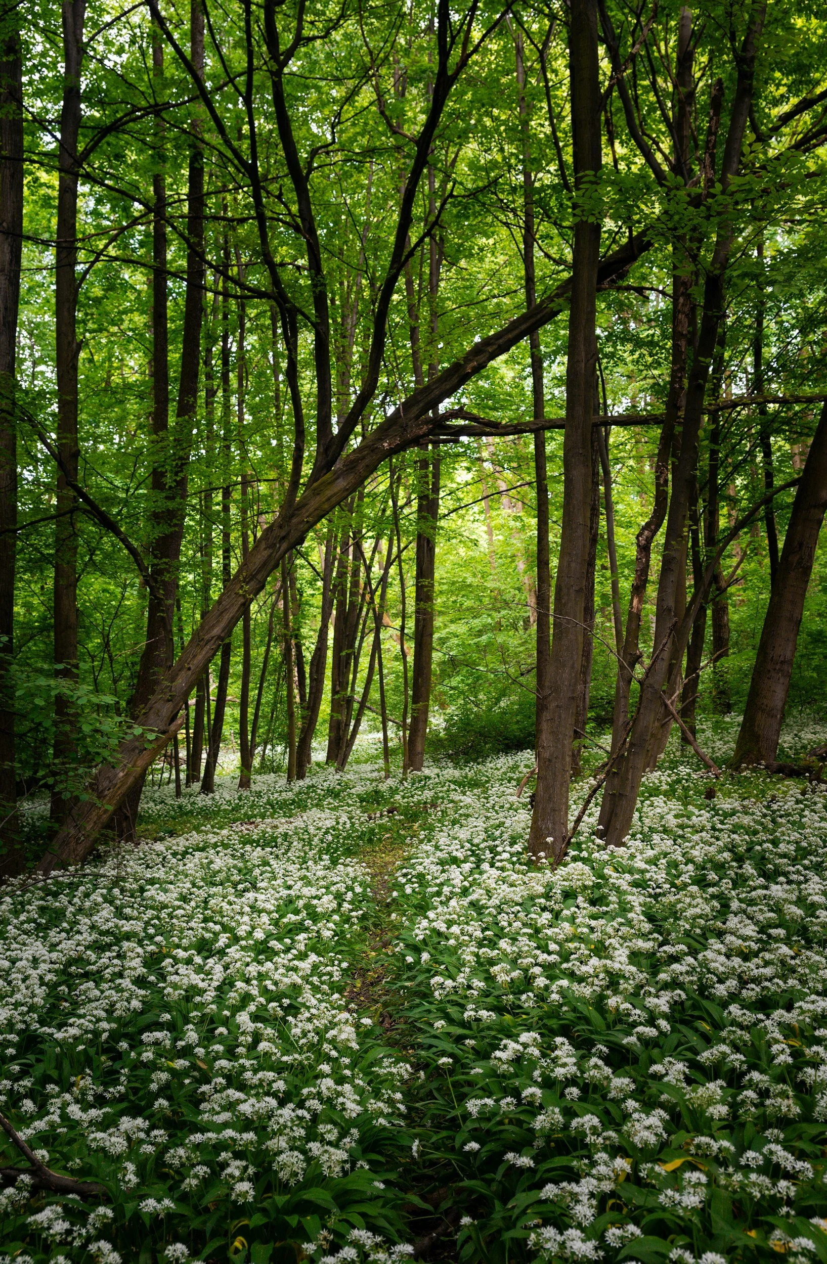 Snowdrops along a woodland path