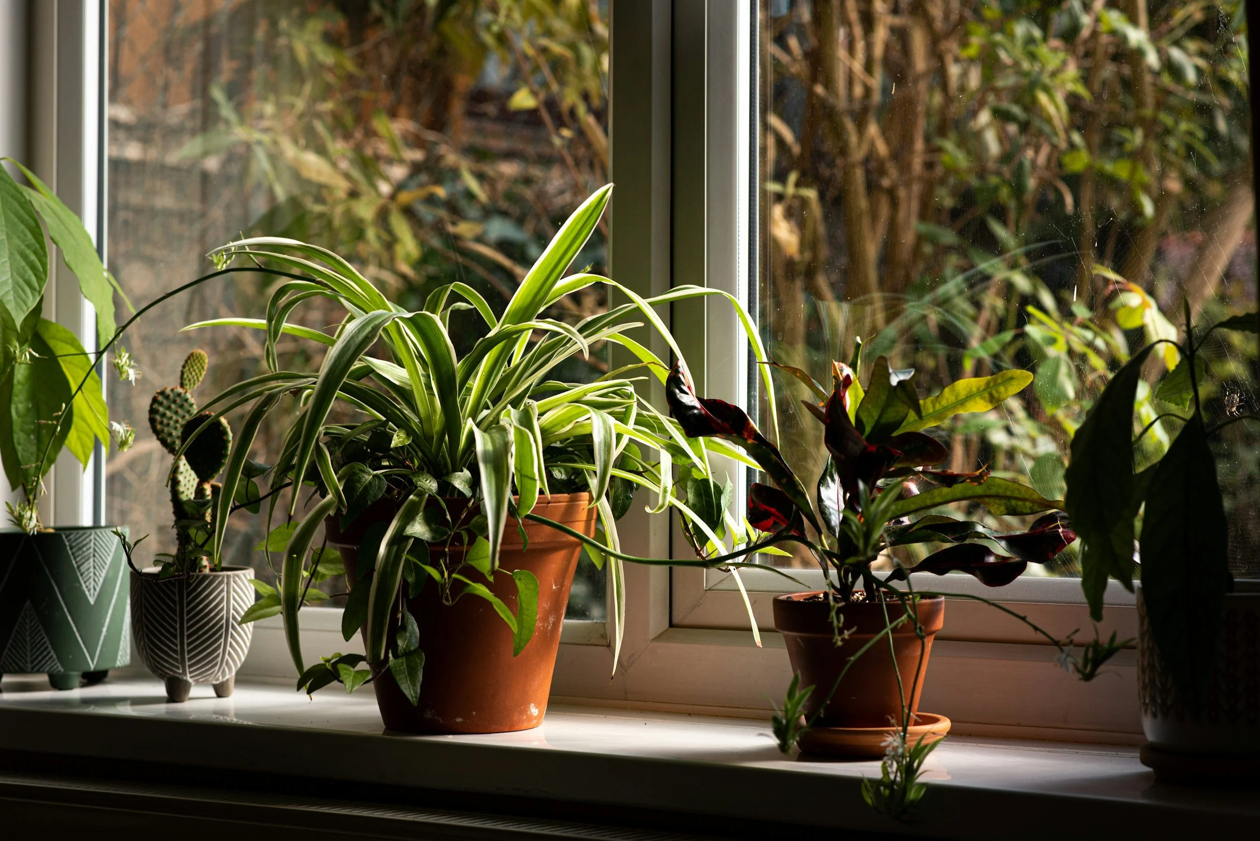 House plants on a windowsill