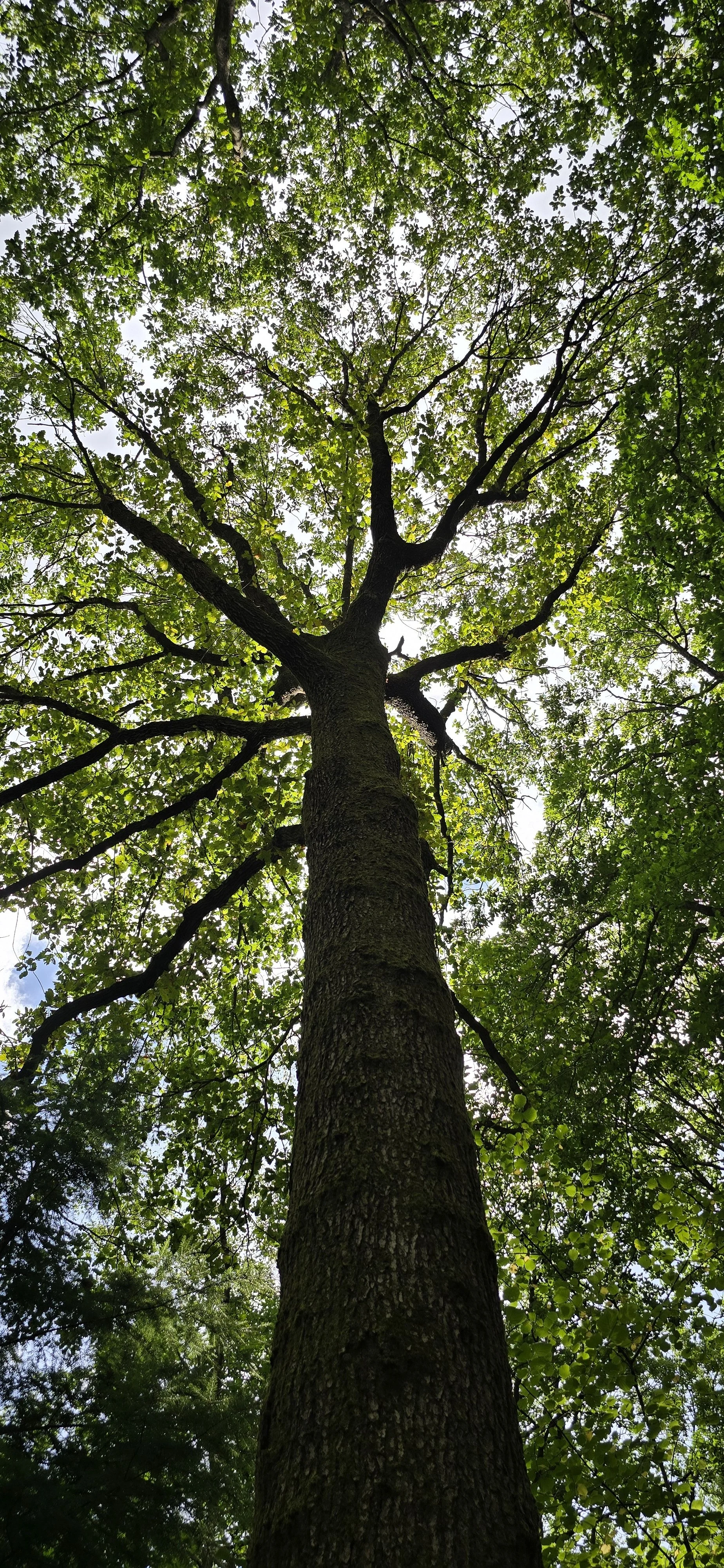 A view of the canopy of a tall tree