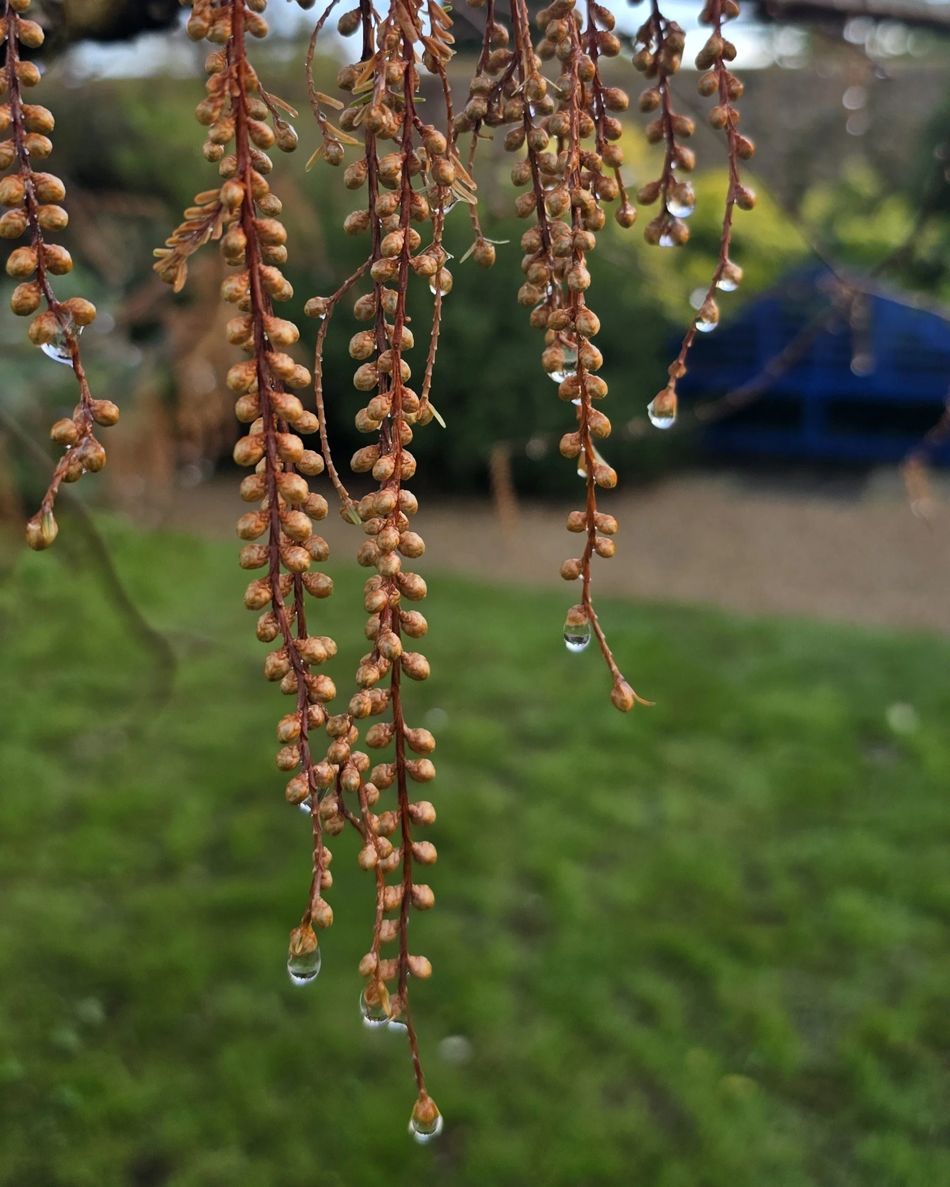 Buds on a tree with rain drops on them with gardden view in the background