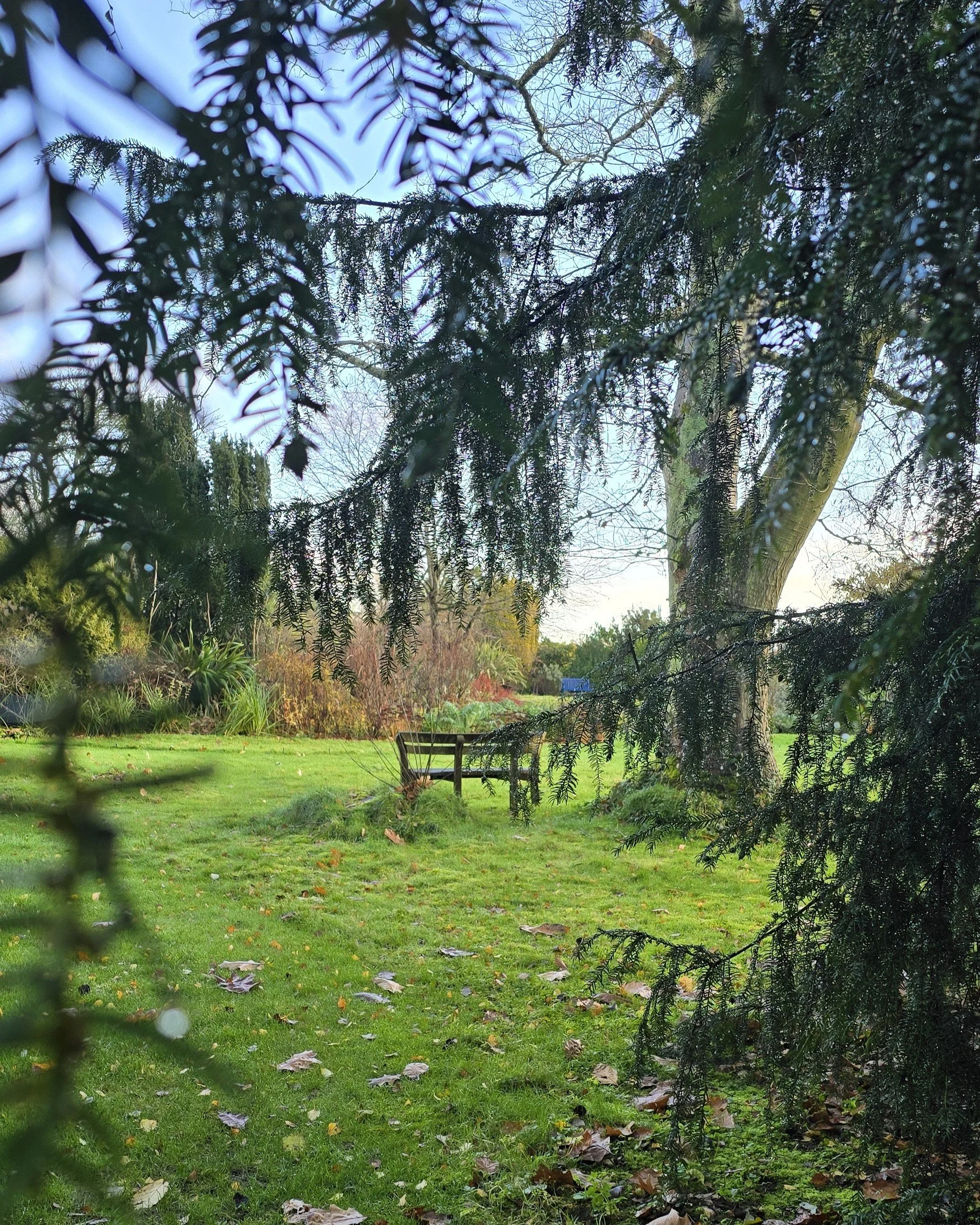 A garden bench in the distance peaking through the leaves of a pine tree
