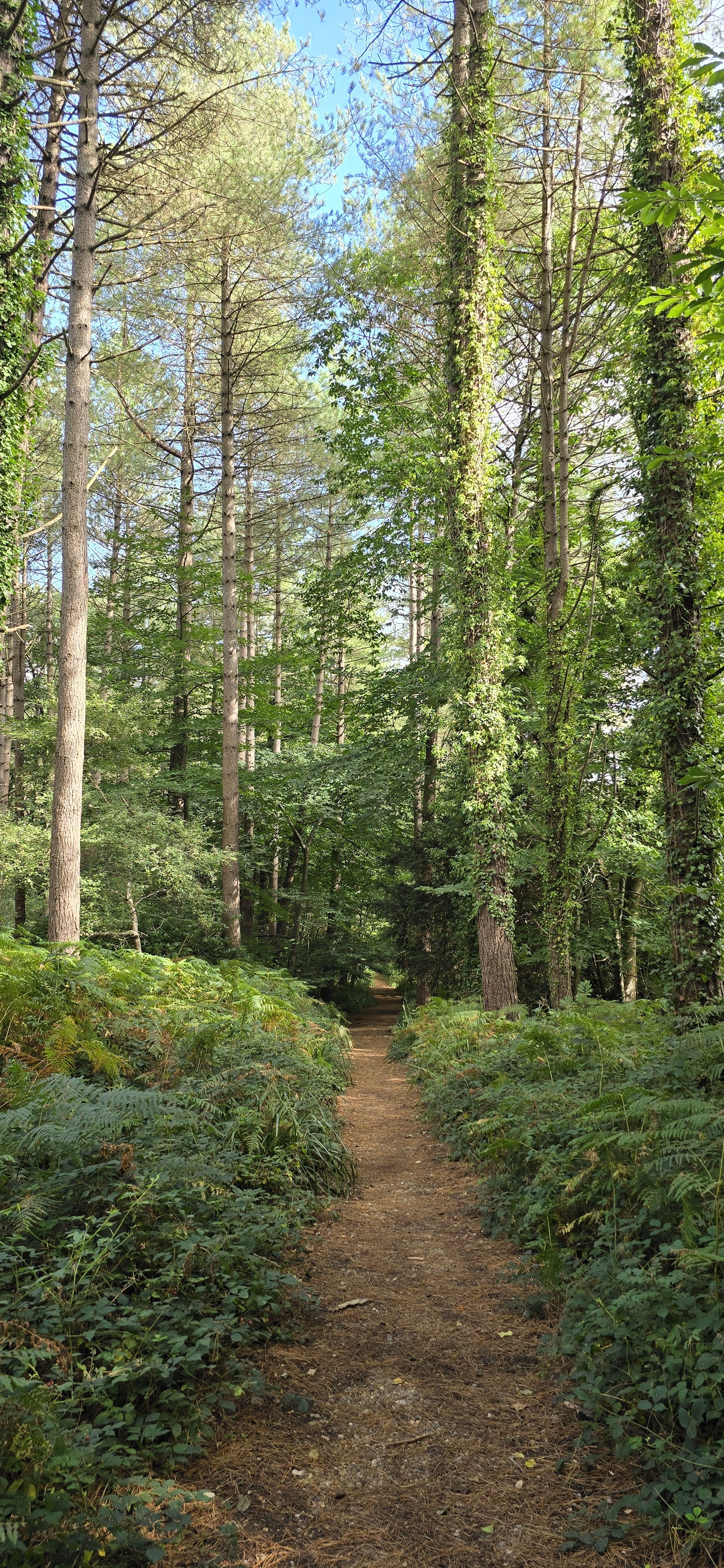 A path through the woodland in the Forest of Bere