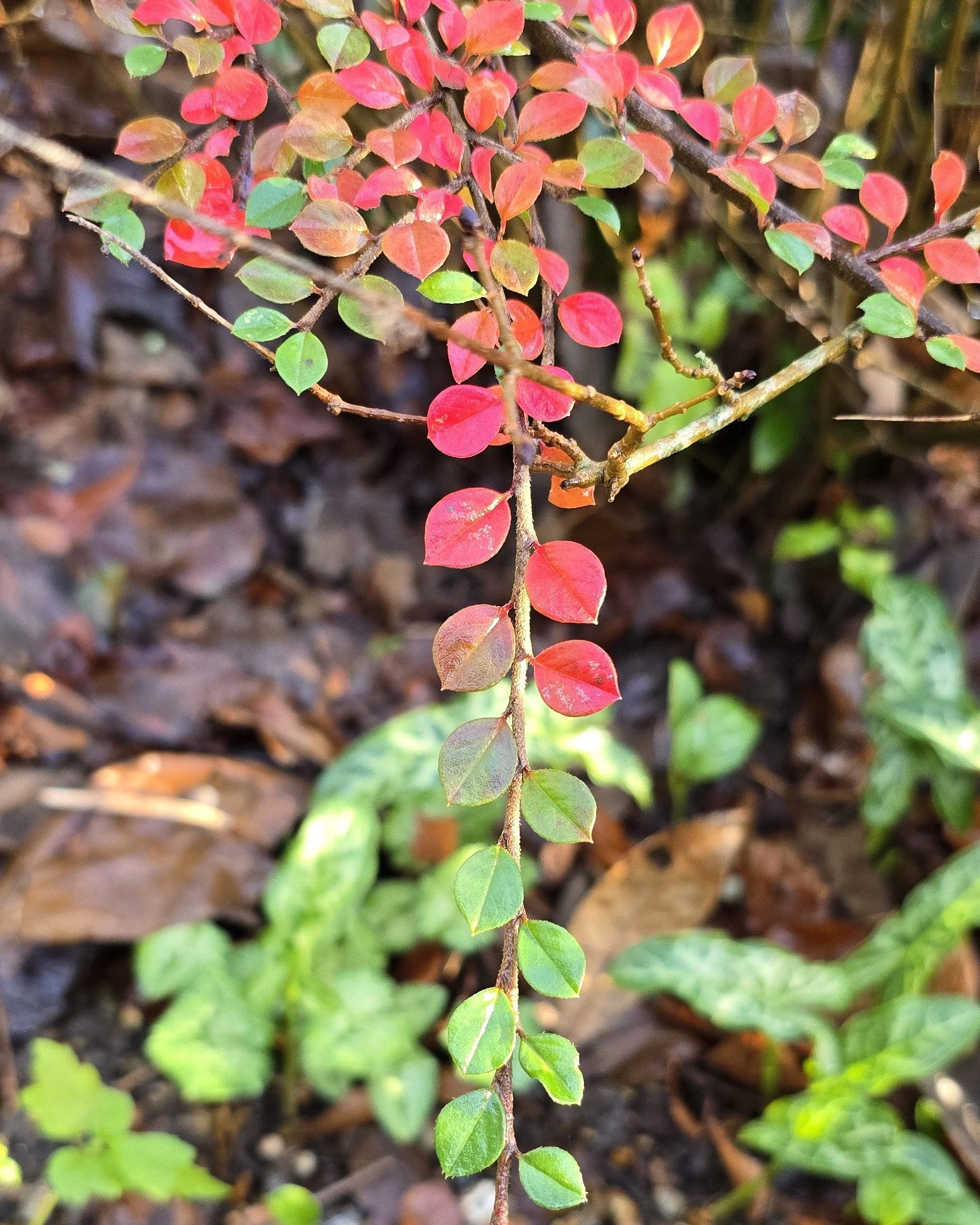 Colour contrasts of small leaves on a small branch of a plant