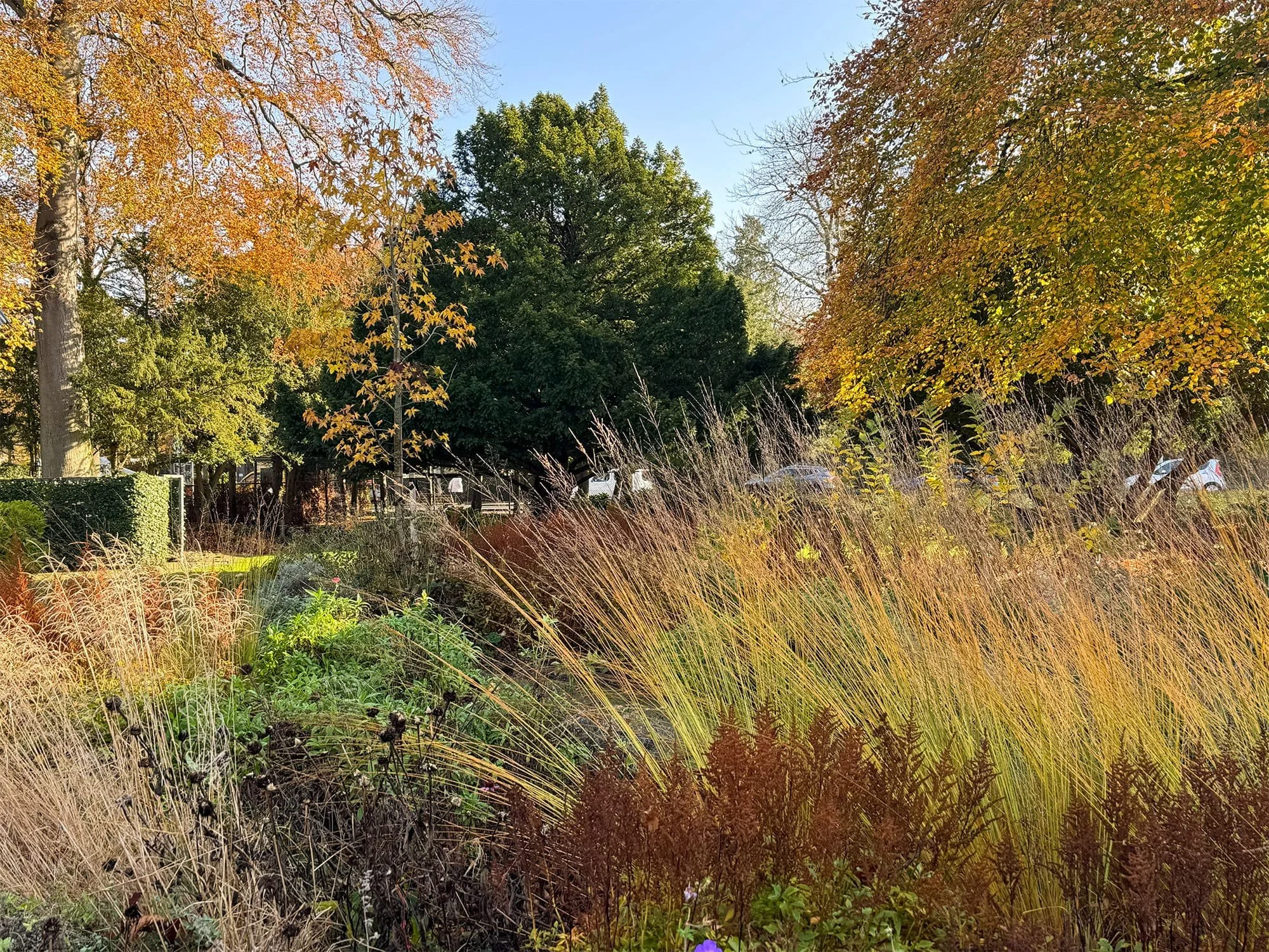 Ook ver na de zomerbloei behoudt de natuurtuin zijn volume. De uitbloeiende grassen en heesters bieden gedurende de herfst- en wintermaanden essentiële beschutting en voeding voor de lokale fauna in Heemstede.