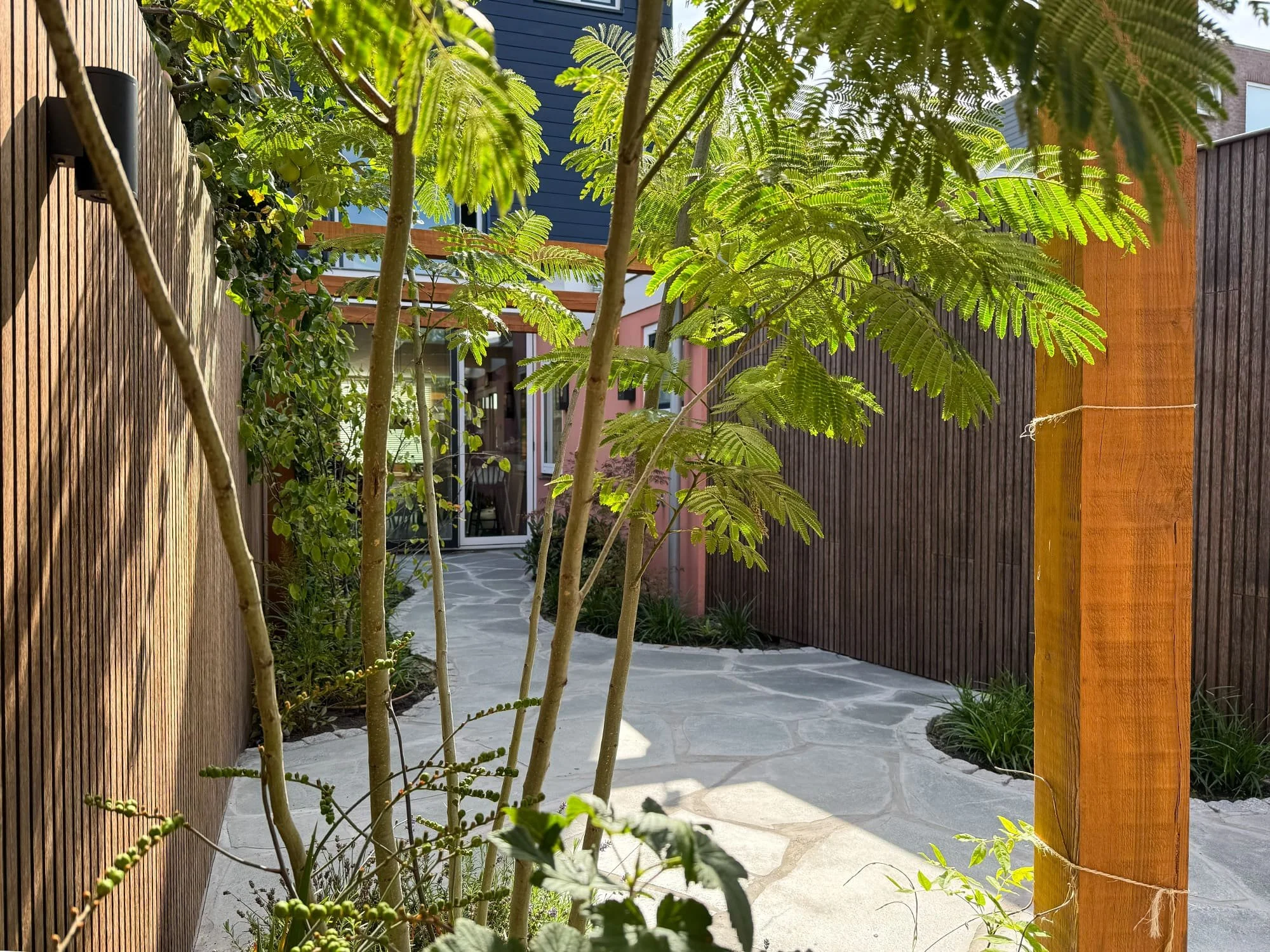 Het fijne, varenachtige bladerdek van de Perzische slaapboom (Albizia julibrissin) zorgt voor een gefilterde lichtinval op het terras. Deze karakteristieke boom voegt een zachte textuur toe die de harde, stenen lijnen van de bestrating breekt.