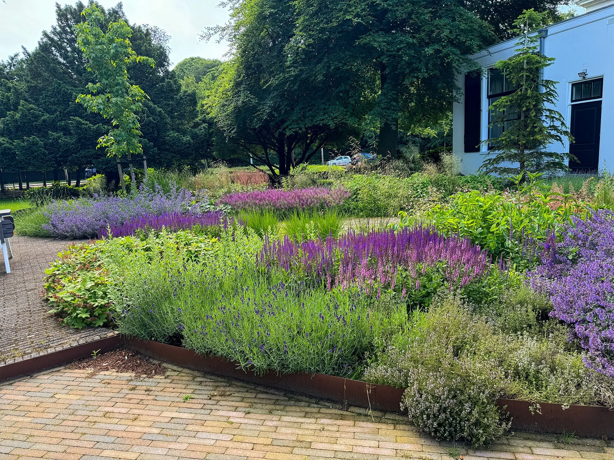 Bloeiende plantenborders met weelderige paarse beplanting, strak omlijst door cortenstalen randen langs een klinkerpad.