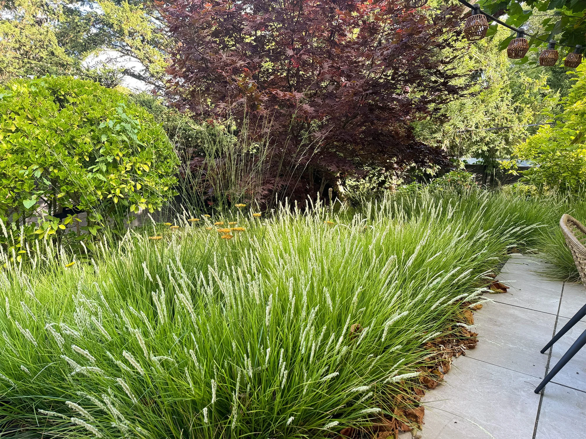 Uitgestrekte border met bloeiend Sesleria siergras langs een stenen terras, met een donkerrode boom op de achtergrond.