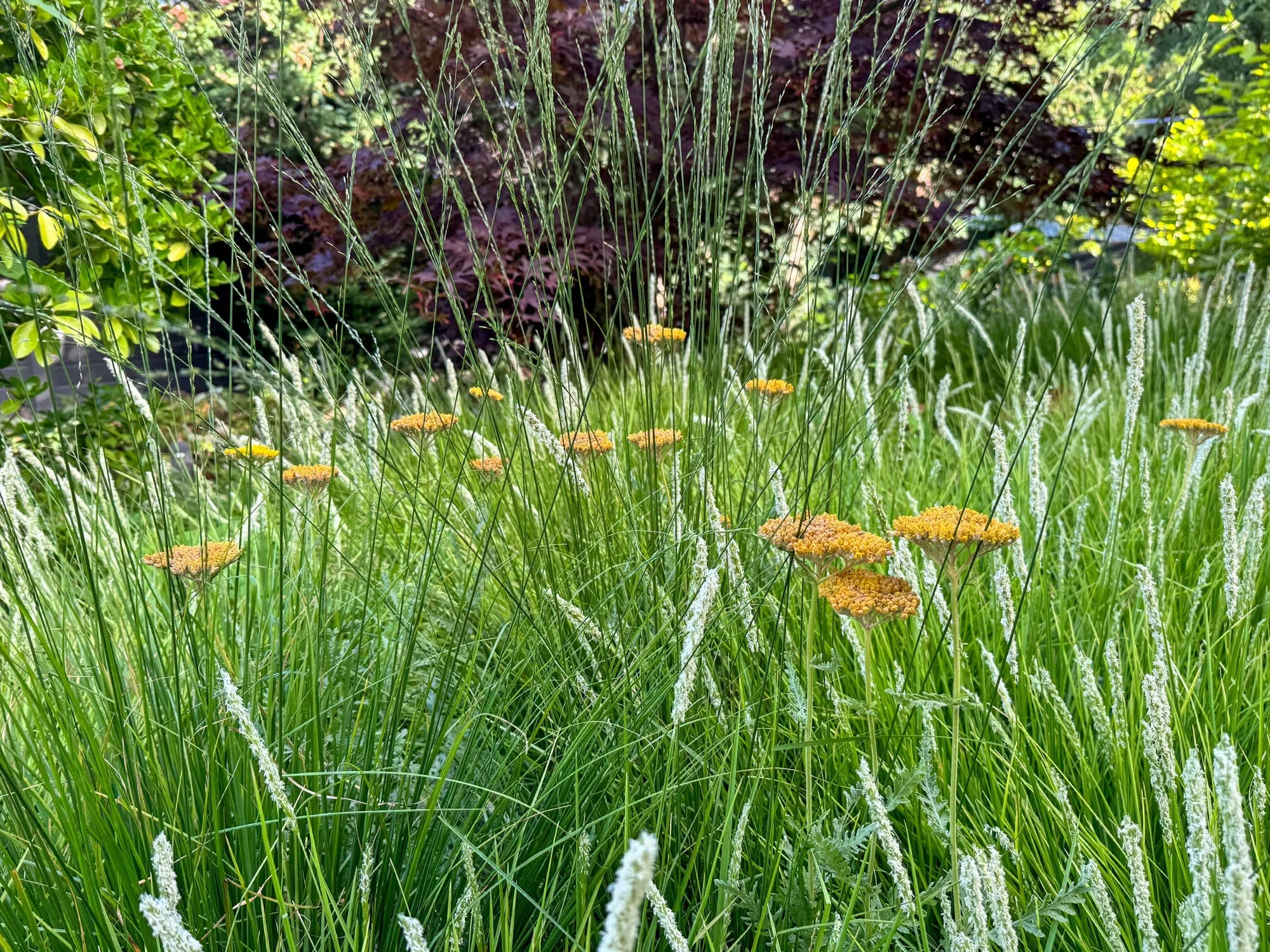 Detail van een gelaagde plantenborder met bloeiende siergrassen, achillea en acer palmatum achteraan.