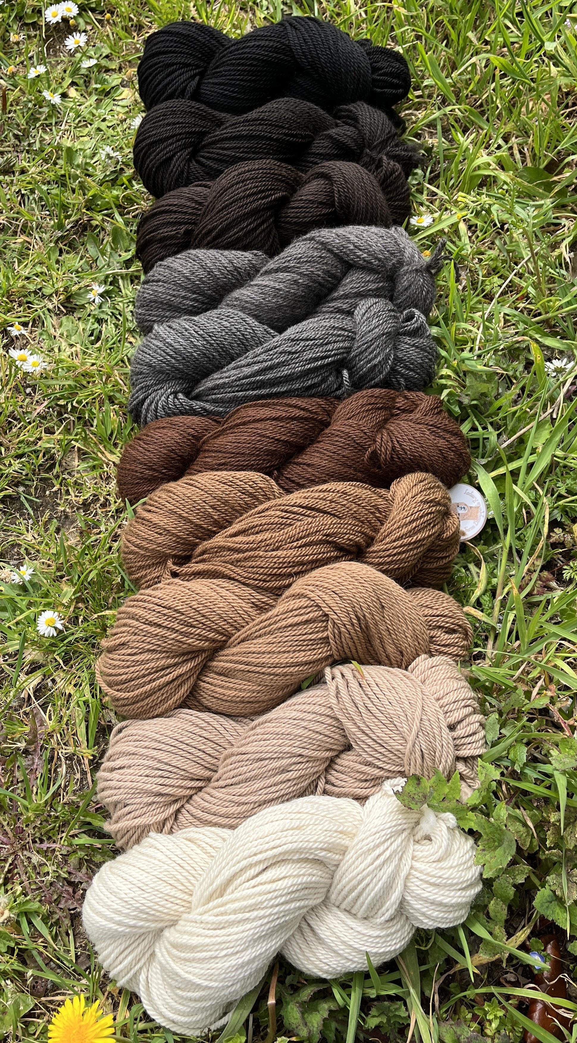 Couleurs naturelles - Laine des Alpagas du Rompay