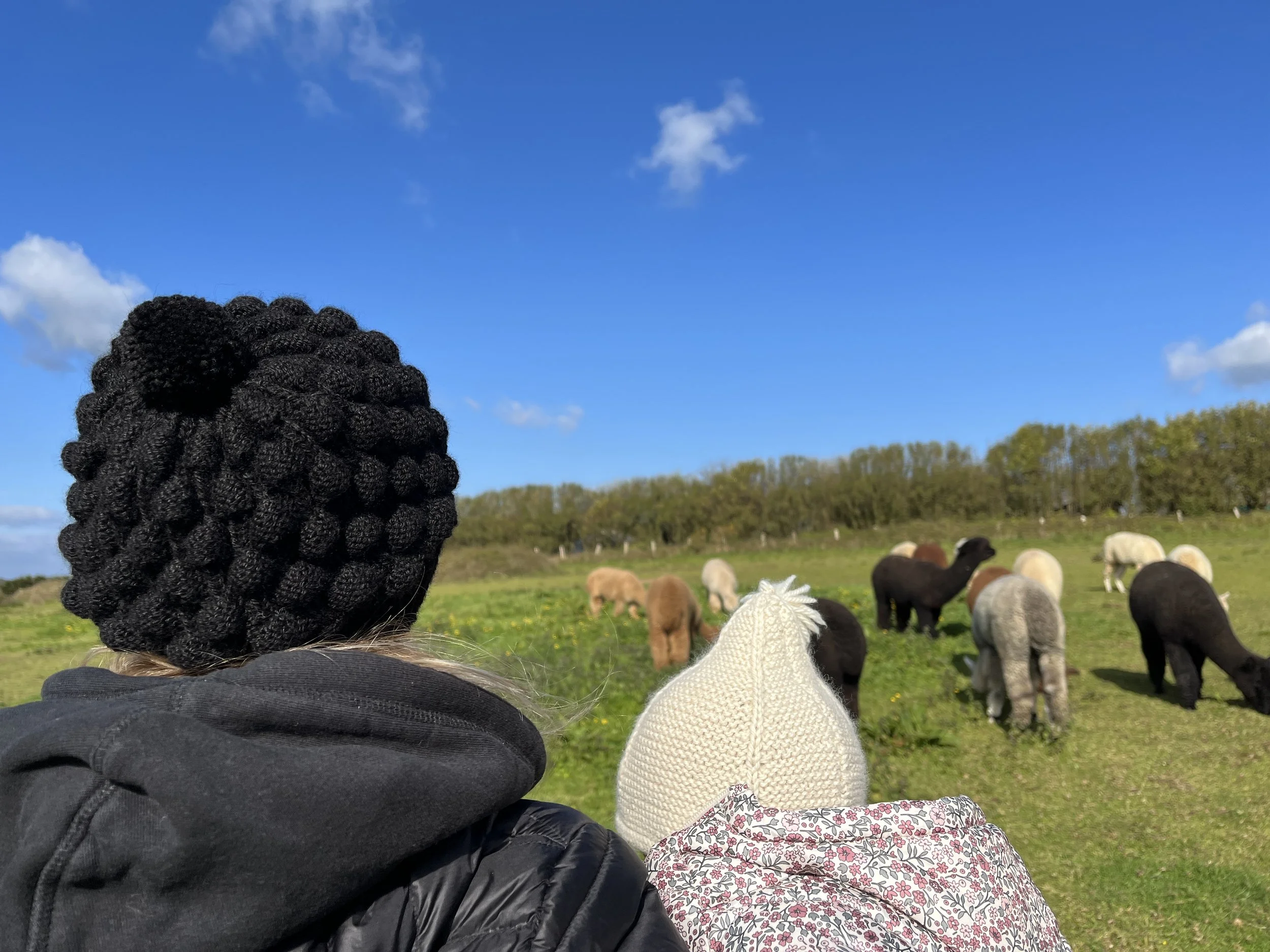Bonnets des Alpagas du Rompay - Alpagas Bretagne - France