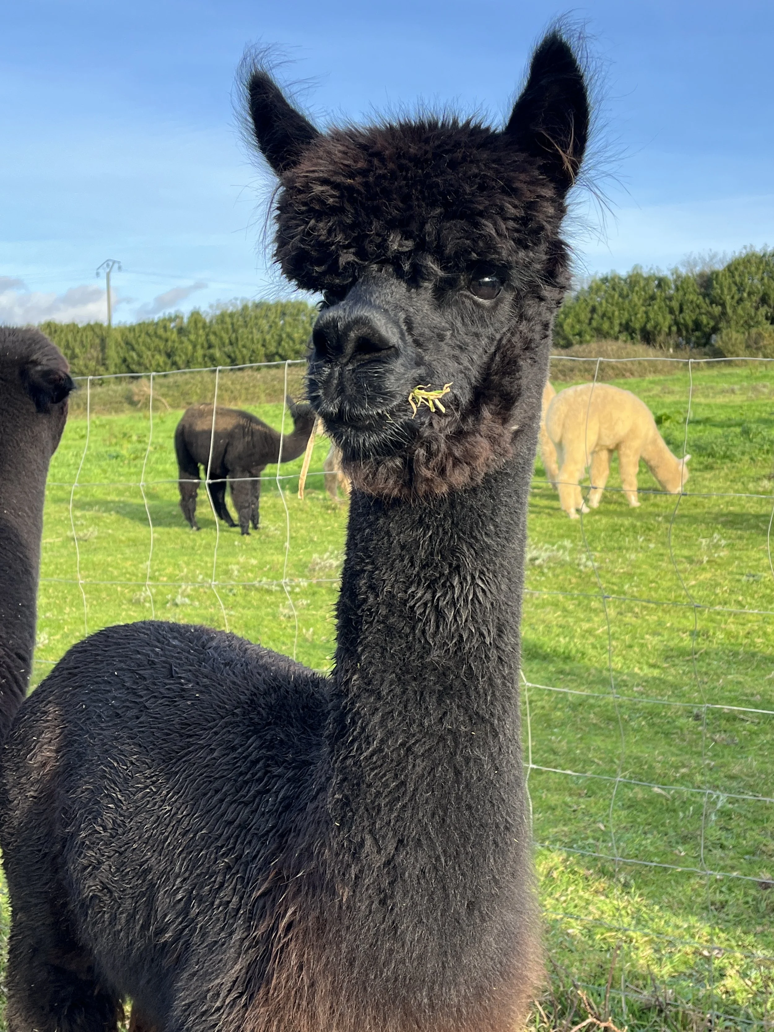 MALANGA du Rompay, femelle alpaga noire