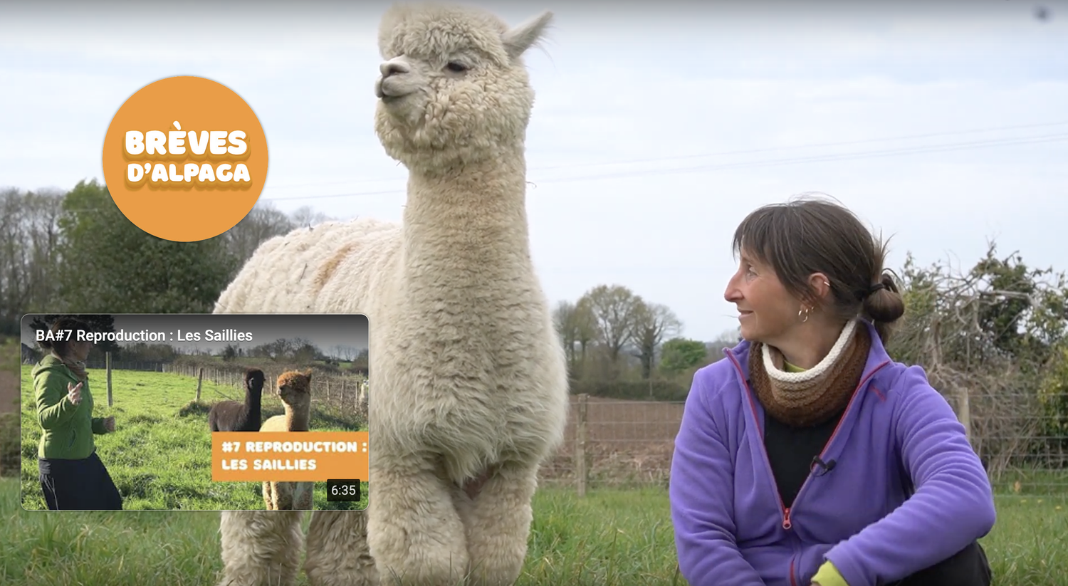 Femme J'aime Les Alpagas Ok? Alpaga Doux T-Shirt Avec Col En V