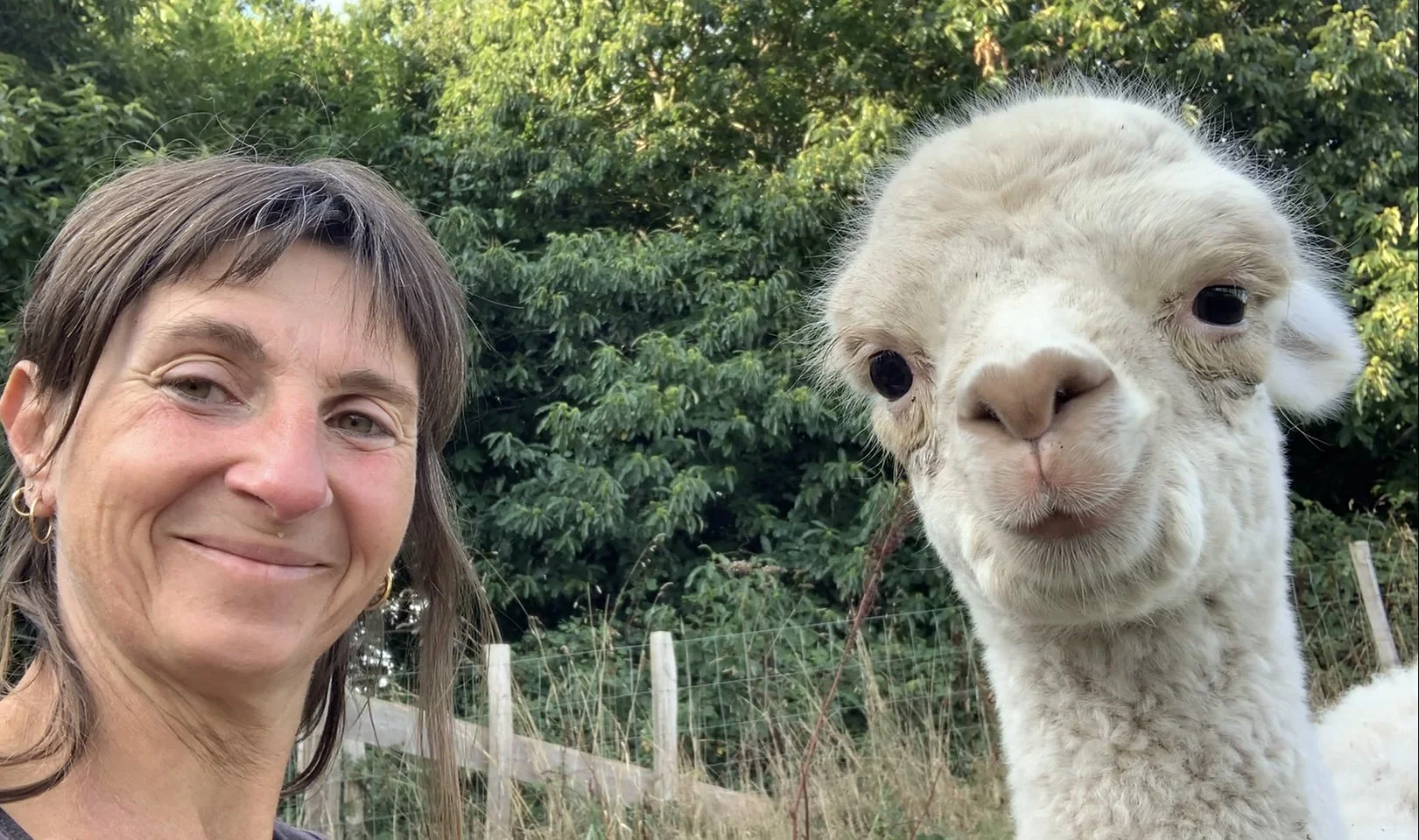 "Venez à la rencontre des Alpagas du Rompay ! Une visite unique en Bretagne pour découvrir ces animaux fascinants et la transformation artisanale de leur laine."