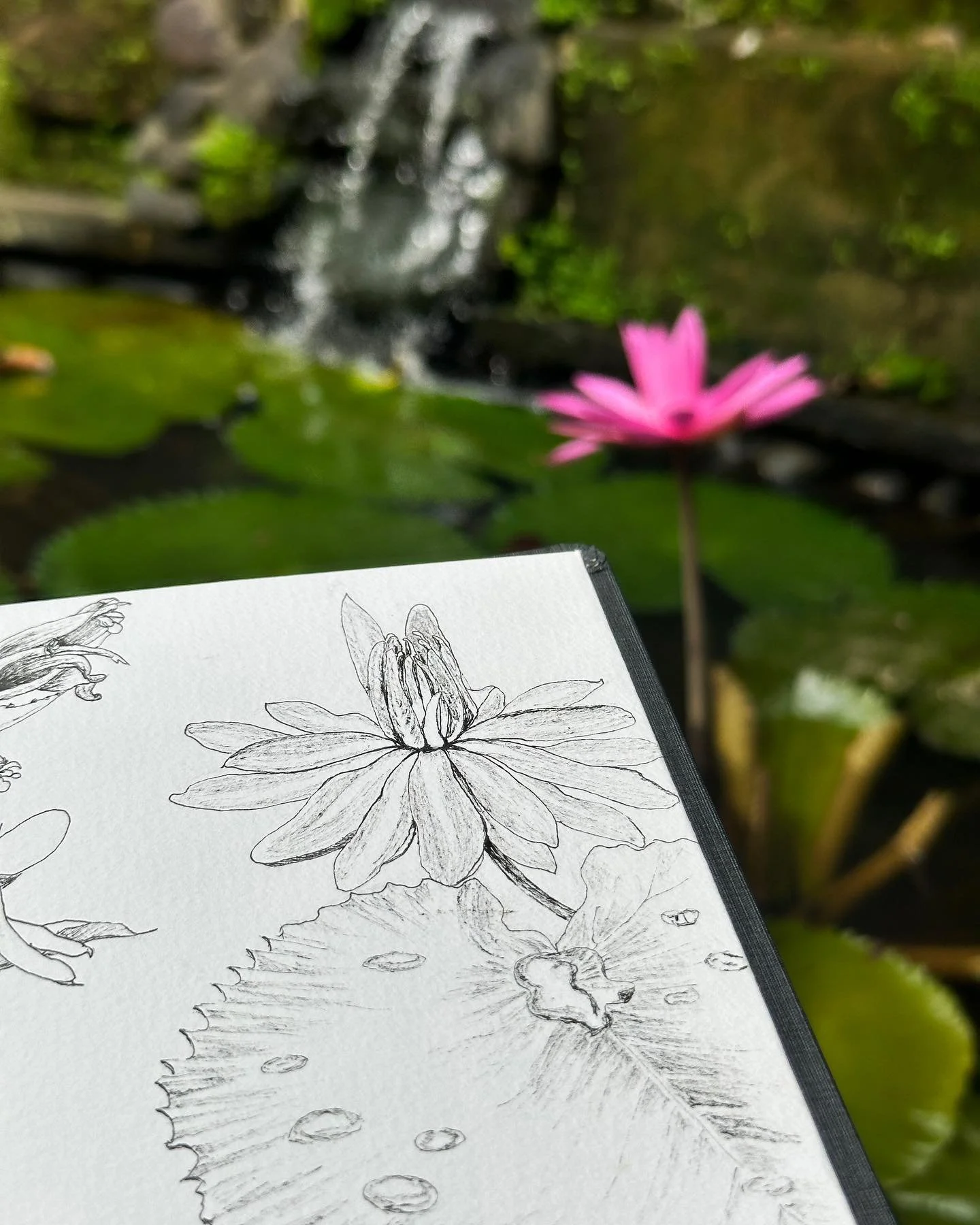 Lotus flower sketch on location Galia Alena.jpeg