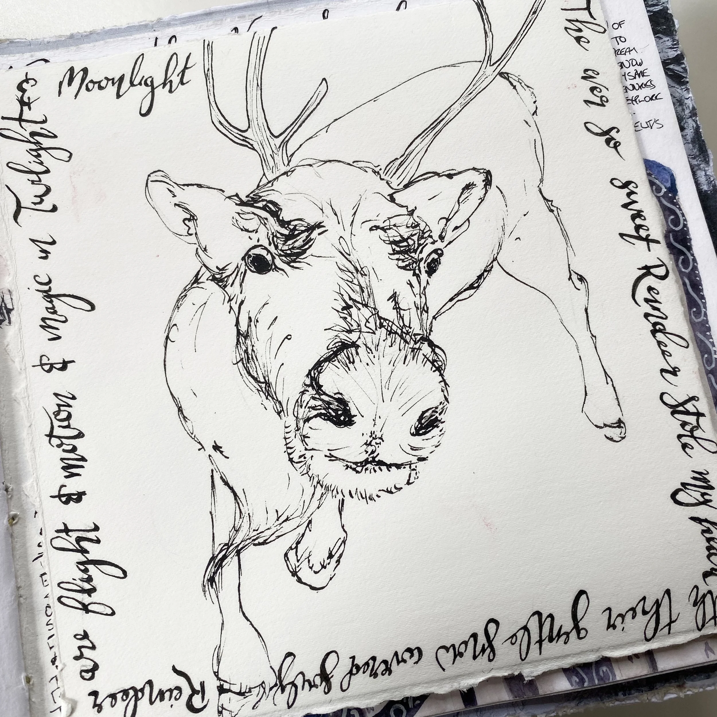 reindeer sketch by Galia Alena.jpg
